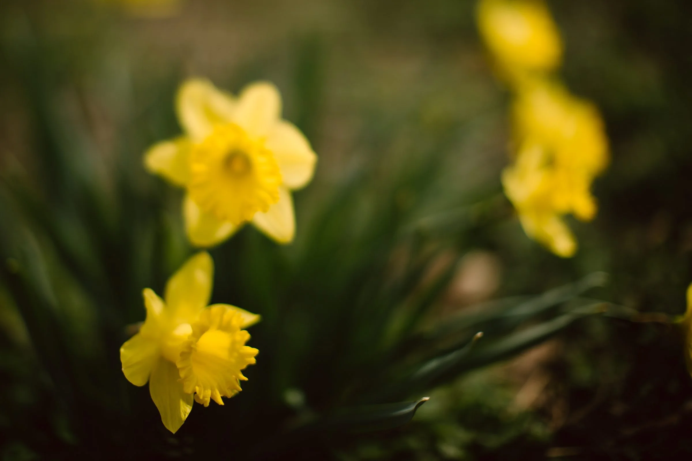 the daffodils are blooming at cherokee park
