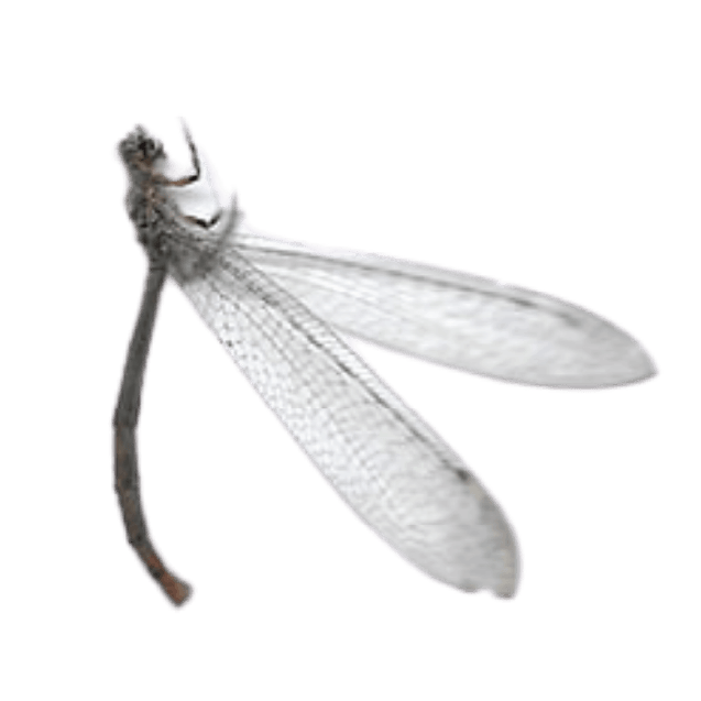 A snowfly insect with transparent wings and a slender body on a black background.