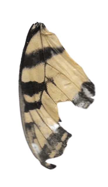 A close-up of a butterfly wing with yellow and black stripes and some damage at the edge.