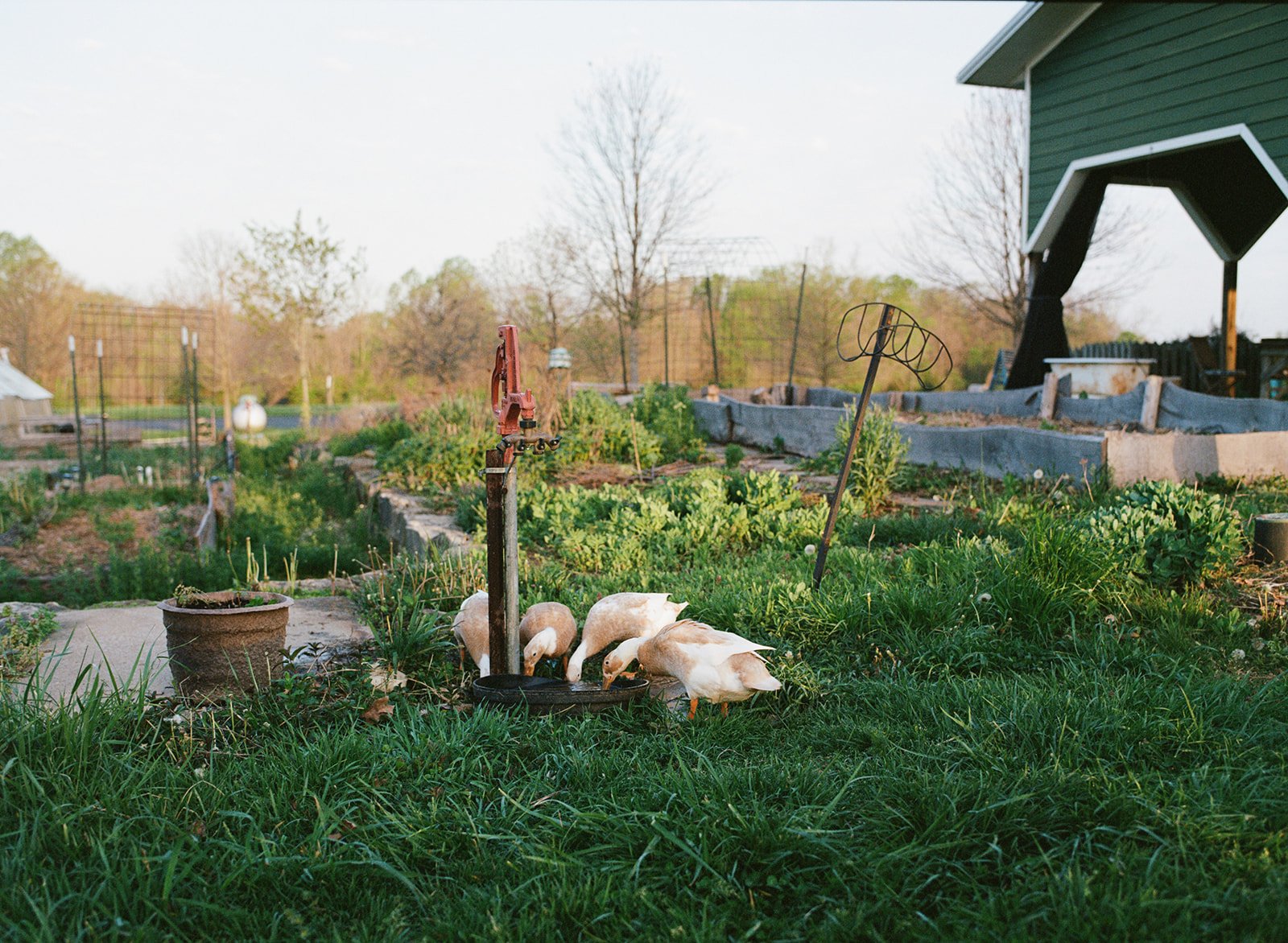 A backyard garden with raised beds, empty garden tools, and a group of four white ducks feeding on the grass in the foreground.