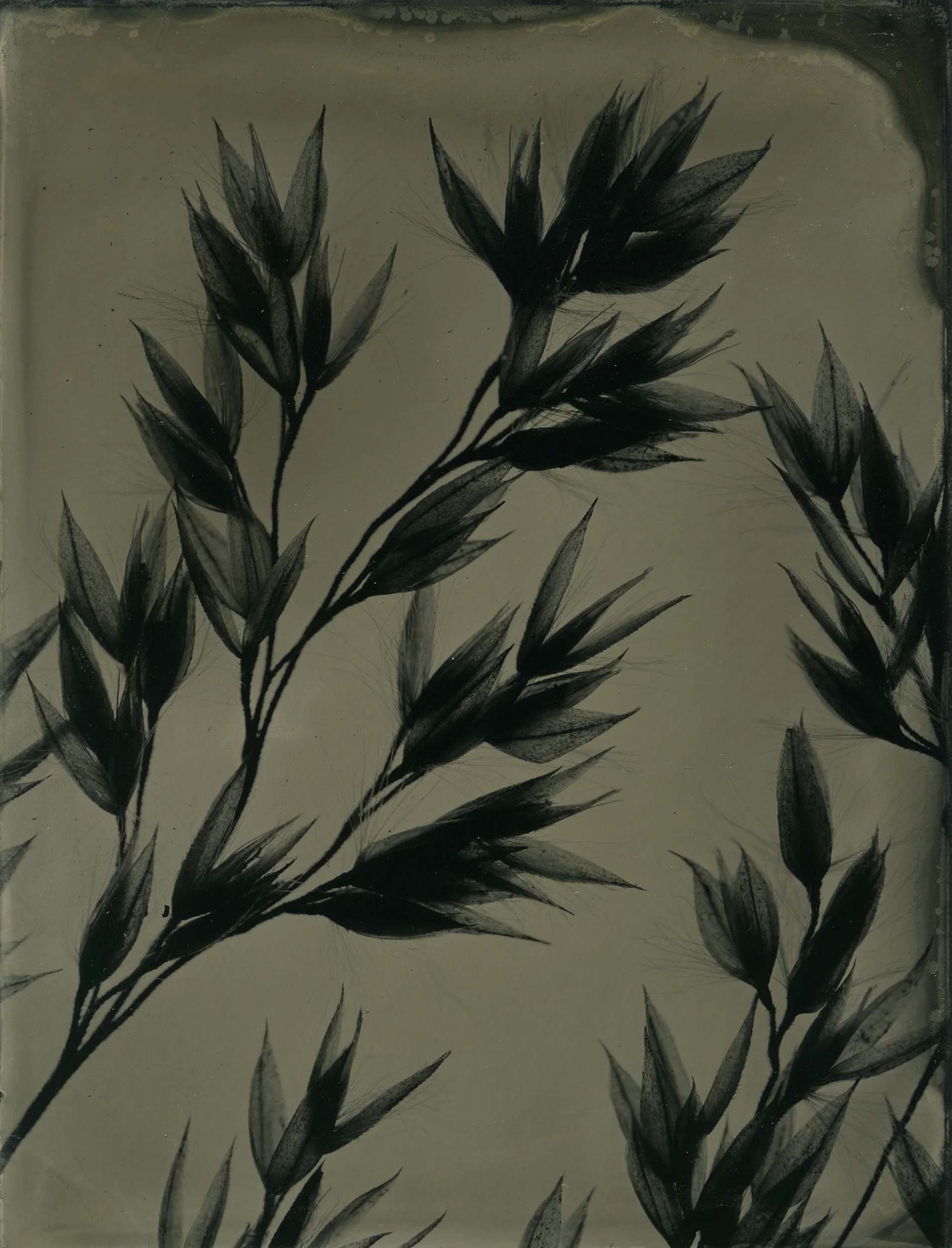 Tintypes and ambrotypes are some of the oldest types of photographs. I create my pieces using a camera-less process. Small aluminium plates or glass plates are prepared (an emulsion is applied, then the plate is dipped in a silver bath to make it light sensitive). In the darkroom, I place a plant or feather in the enlarger (where a negative would normally go). I project that plant onto the wet plate, then develop the plate. Once dry, the plates are varnished. All plates in this collection are 3.5" x 4.5" or 8" x 10"