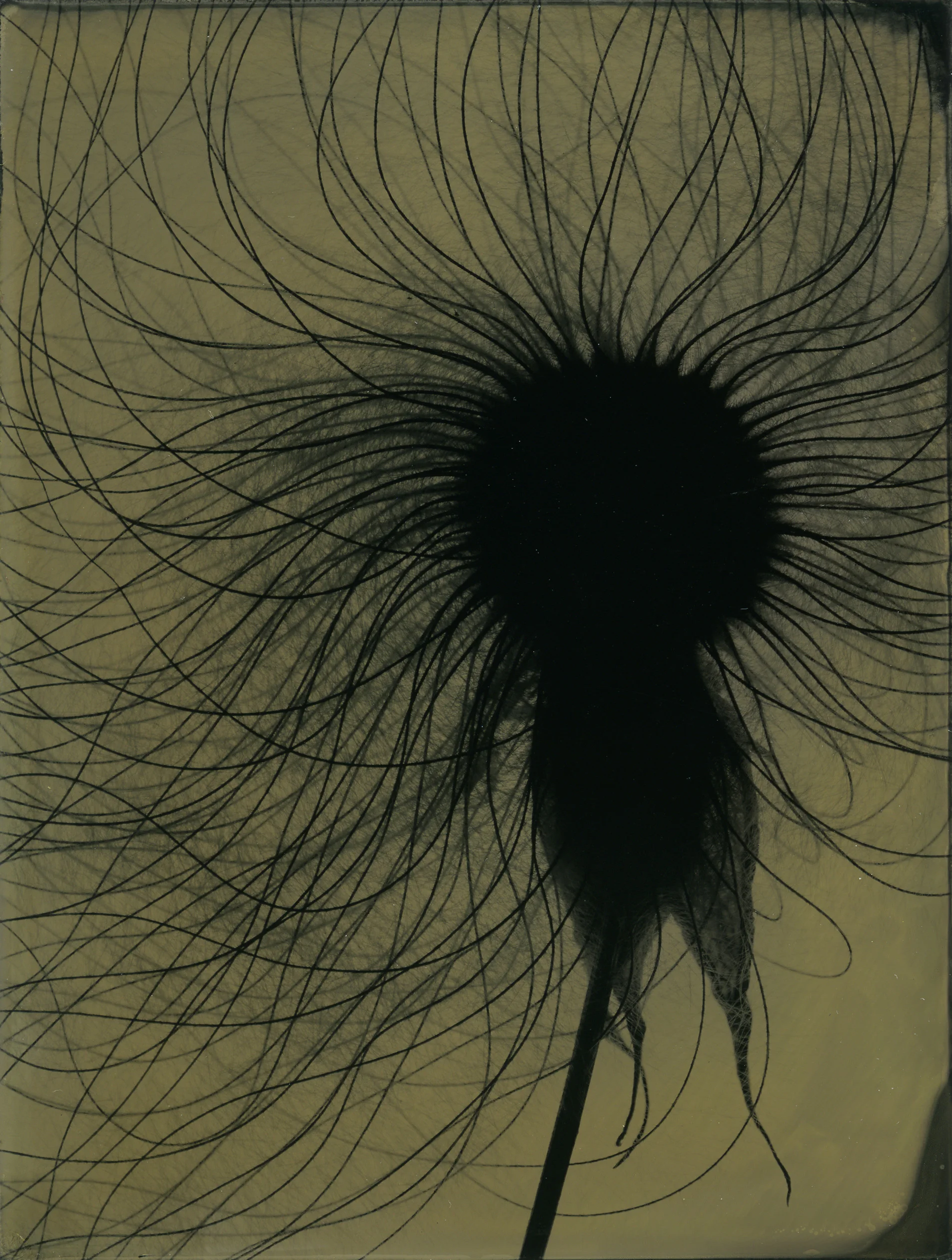 Graminae06sold.jpg