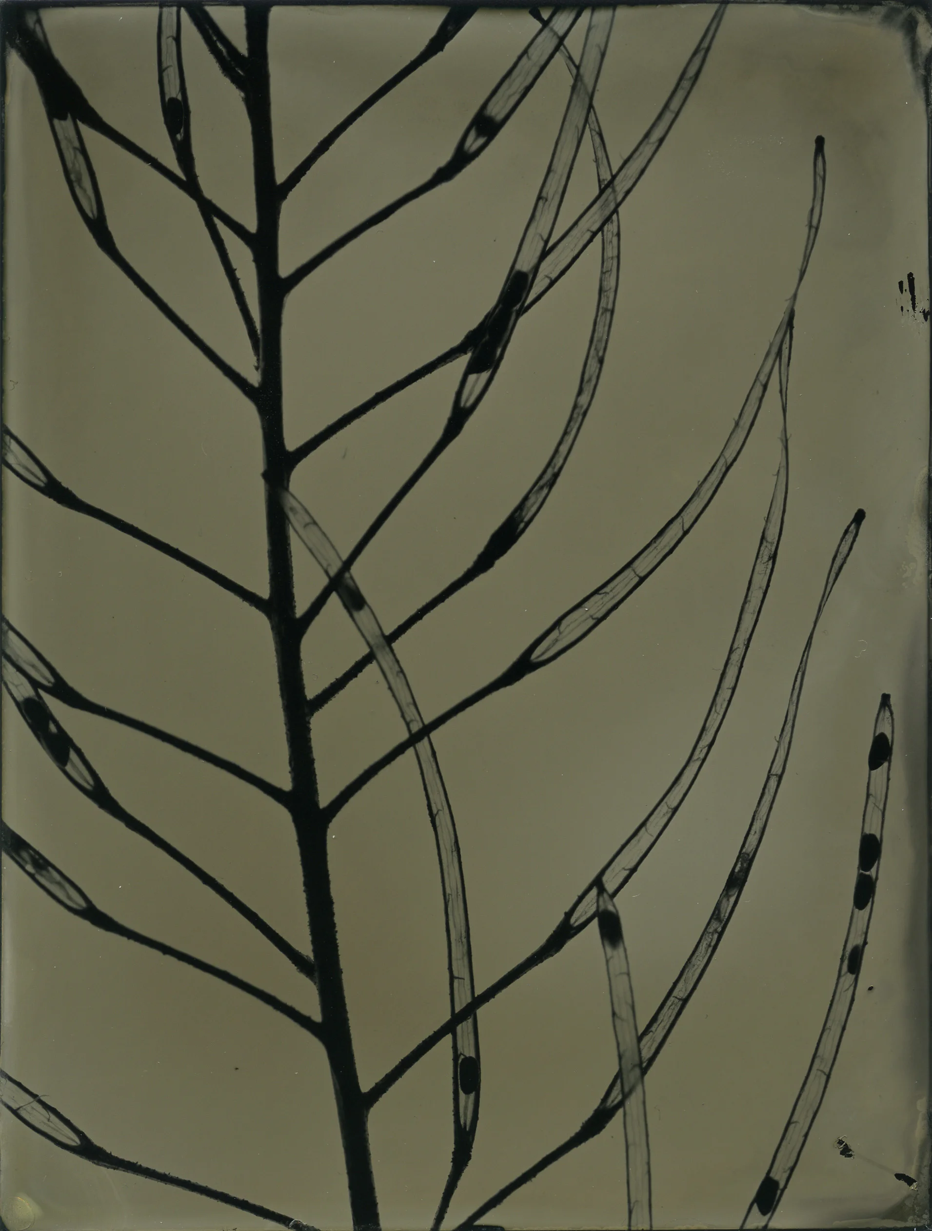 Graminae11.jpg