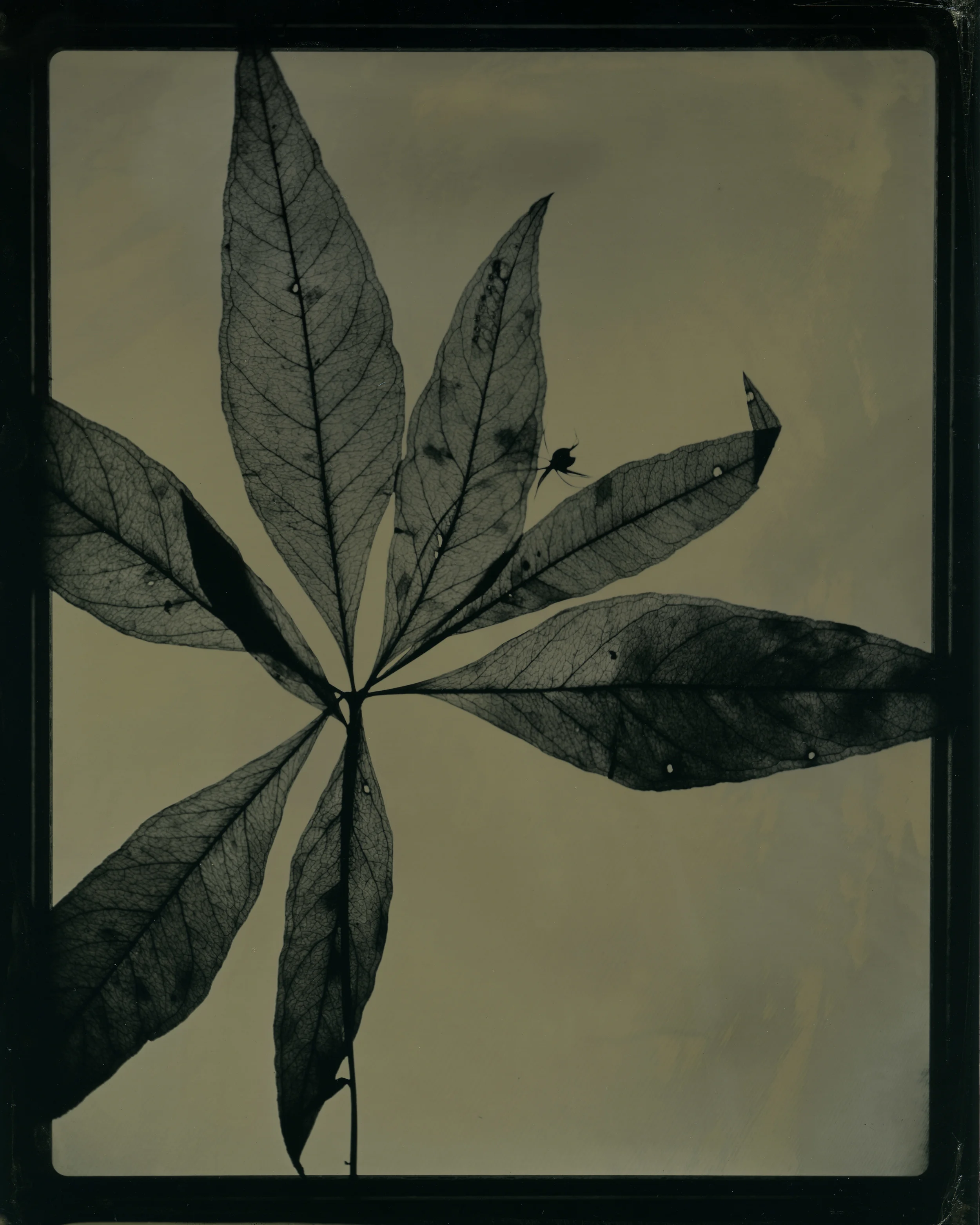 Plantae04.jpg