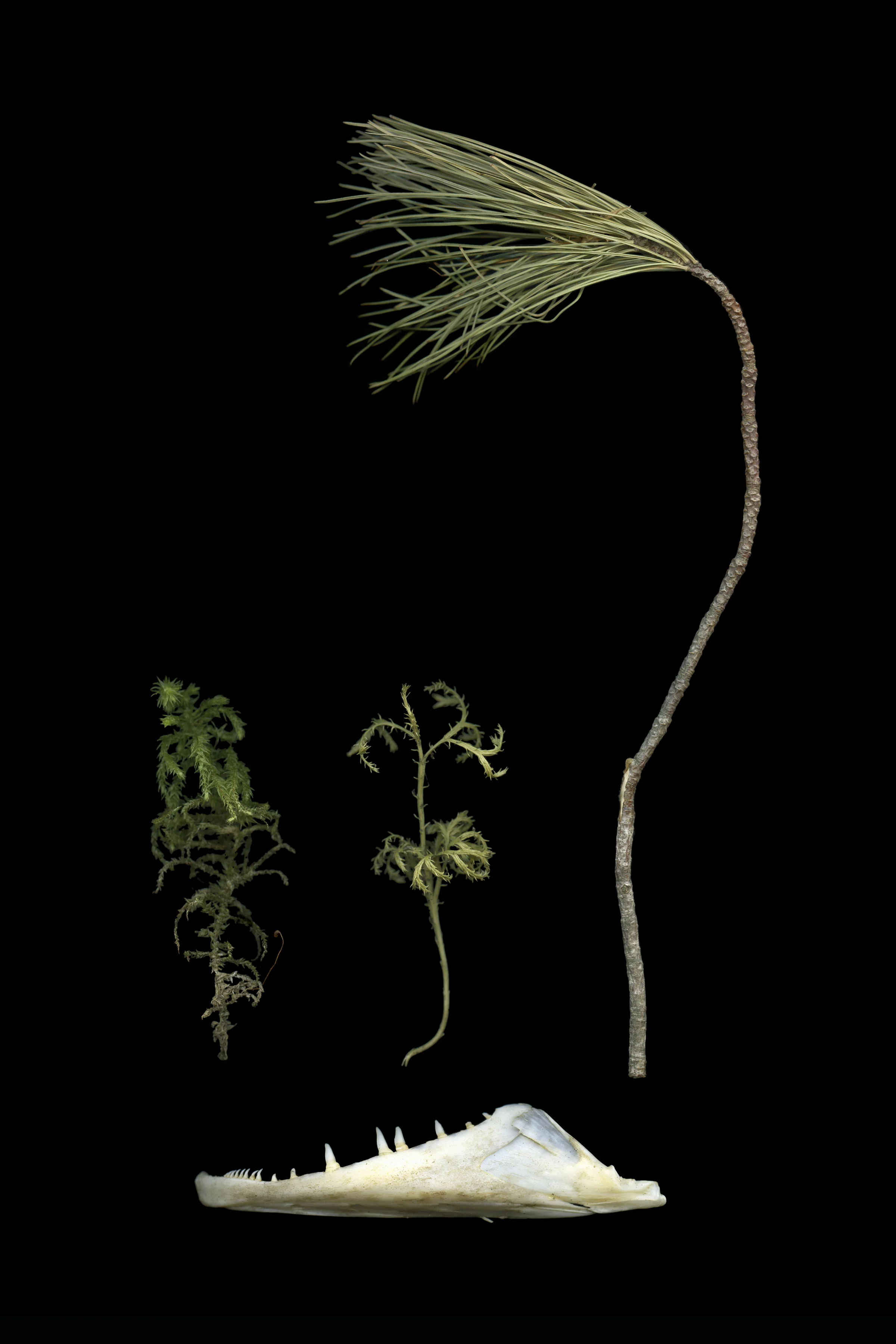 Archival pigment print, 2' x 3', 2017