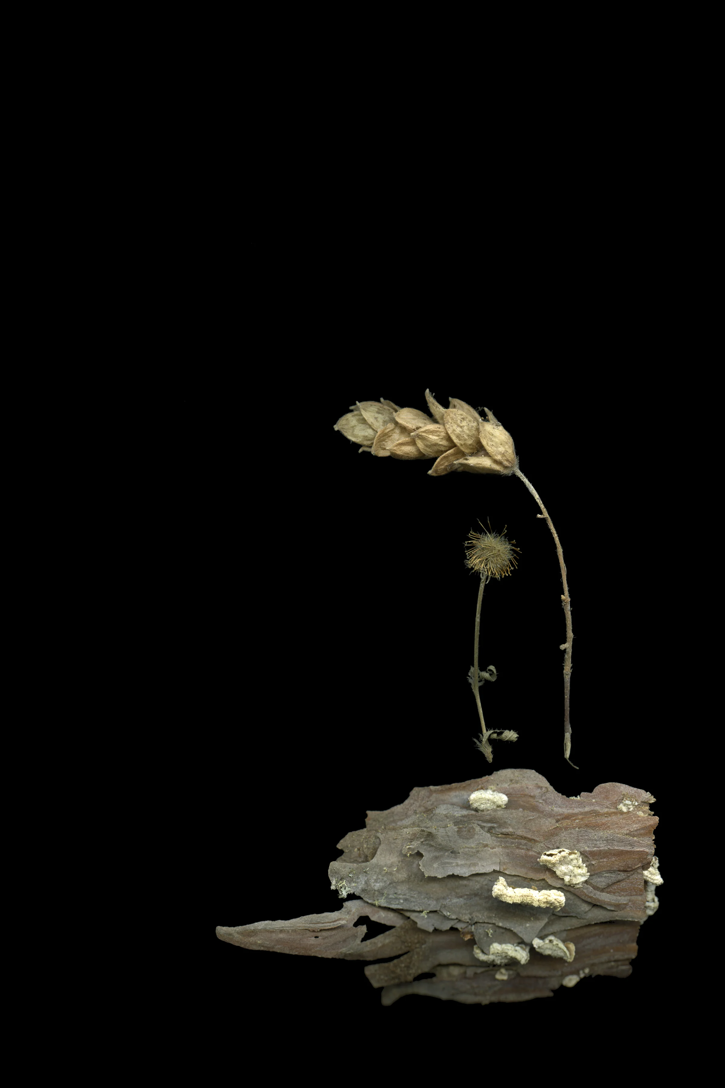 Archival pigment print, 2' x 3', 2017