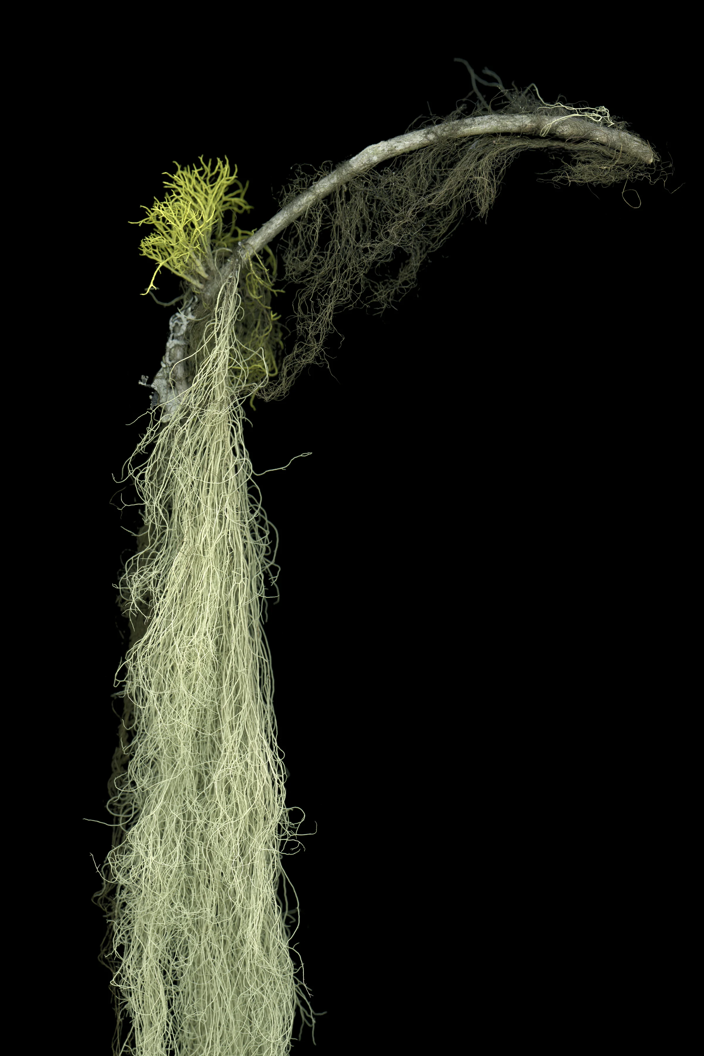 Archival pigment print, 2' x 3', 2017