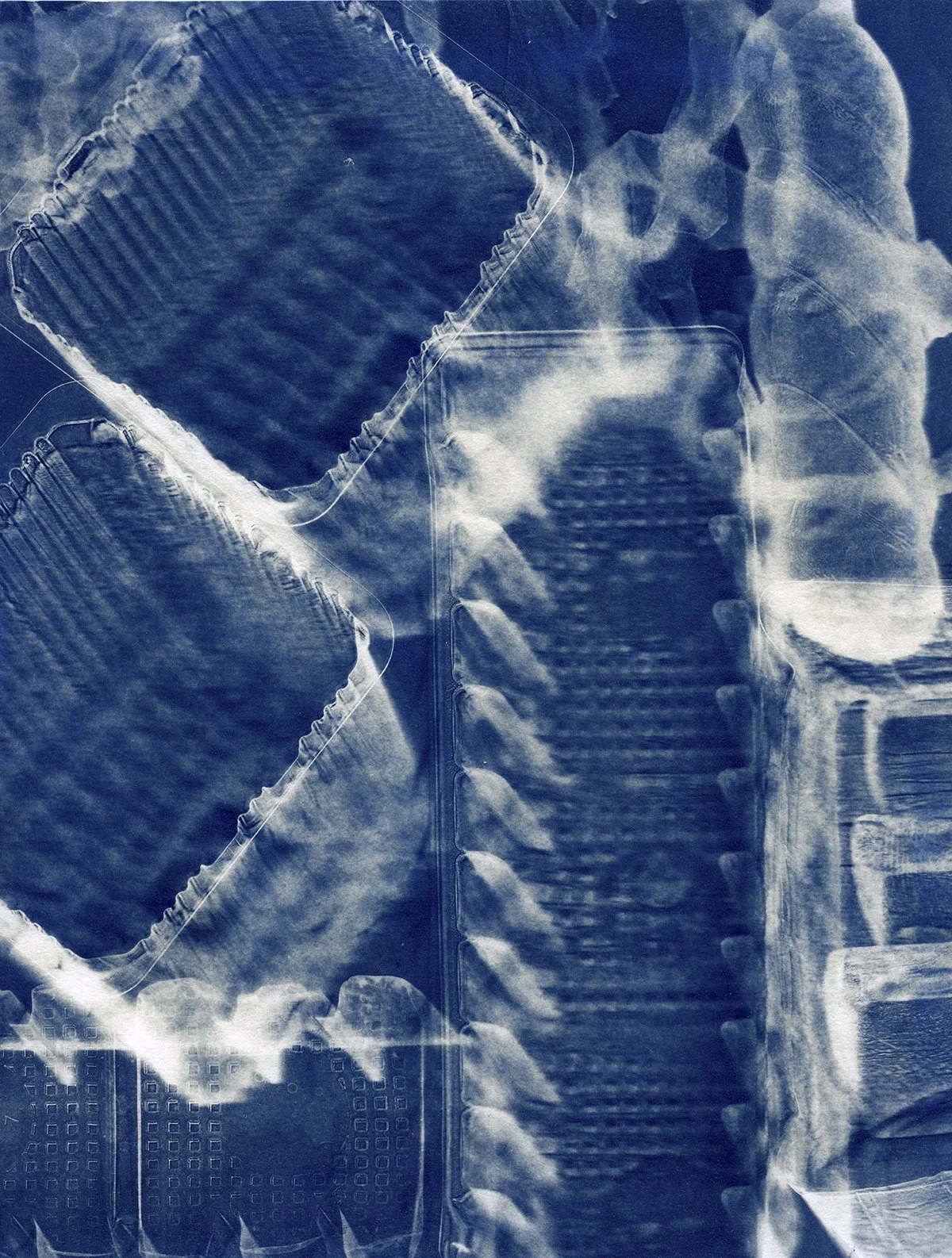 Bloom CAAF cyanotypes0005 4x5.jpg