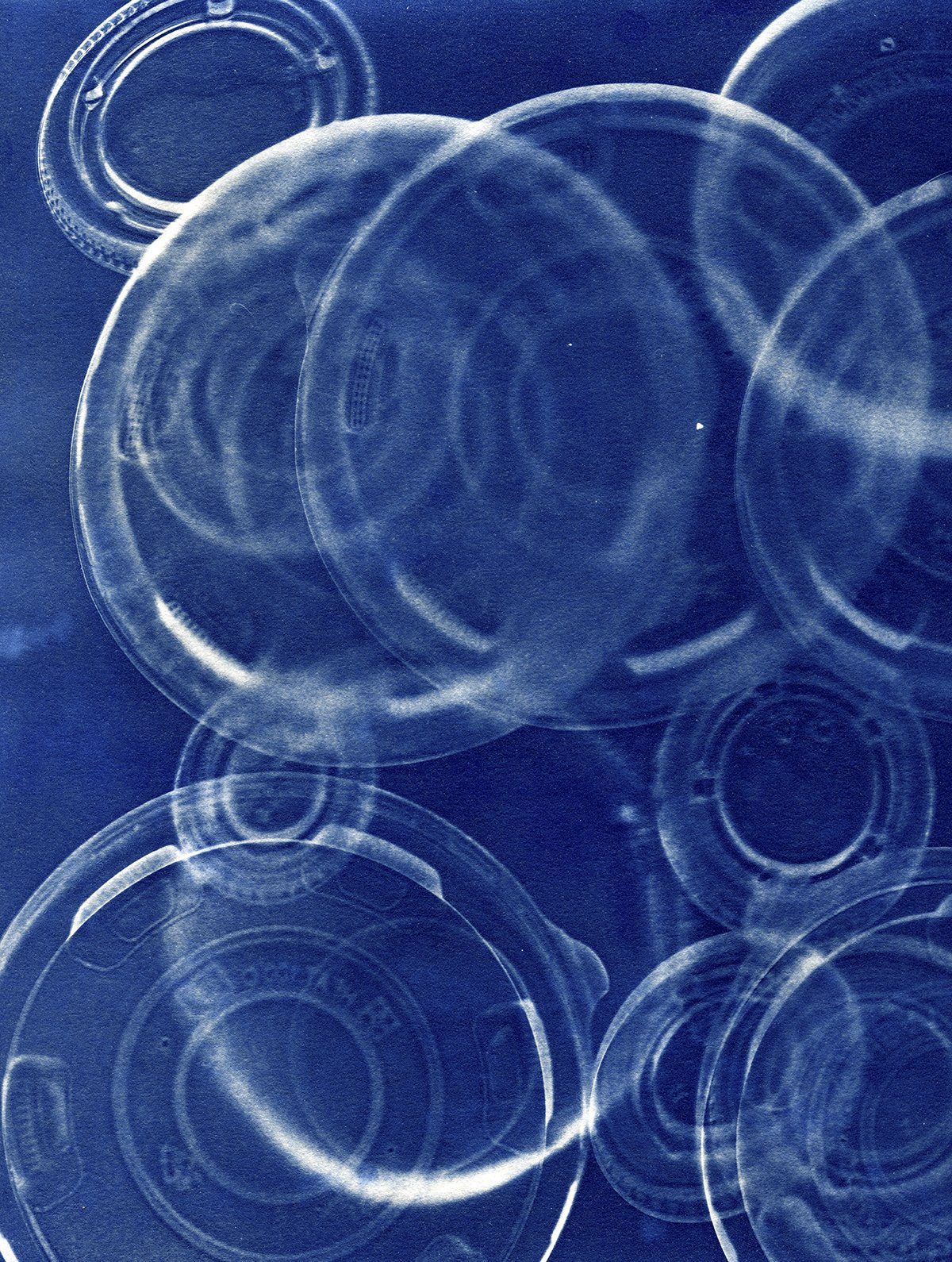 Bloom CAAF cyanotypes0013 4x5.jpg