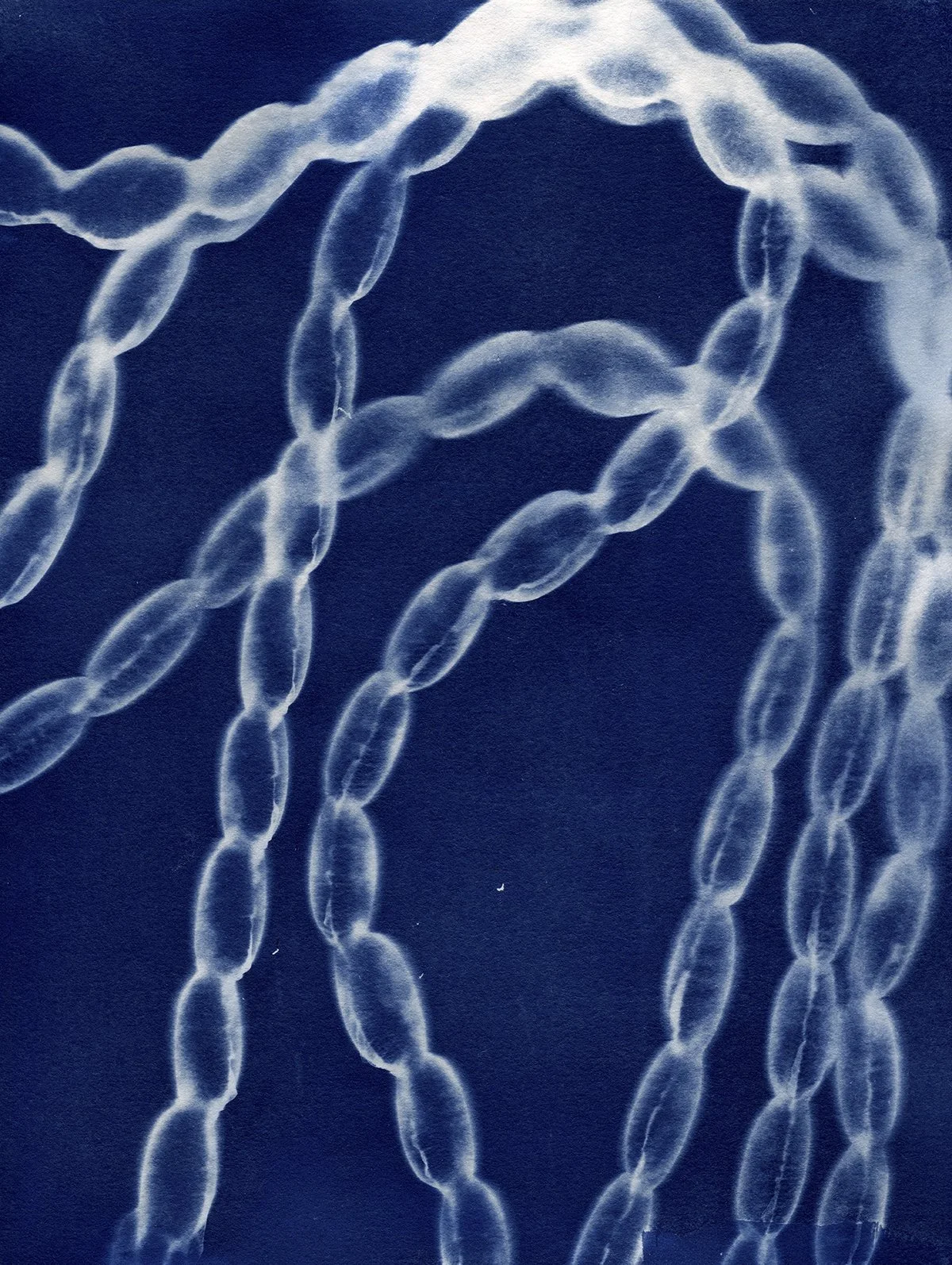 Bloom CAAF cyanotypes0015 4x5.jpg
