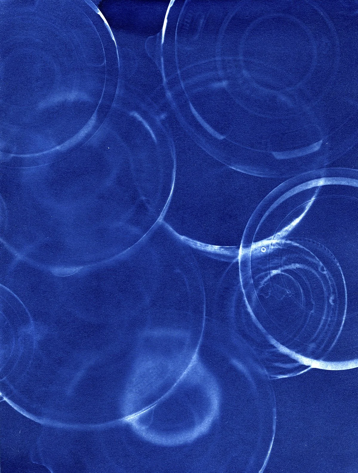 Bloom CAAF cyanotypes0017 4x5.jpg