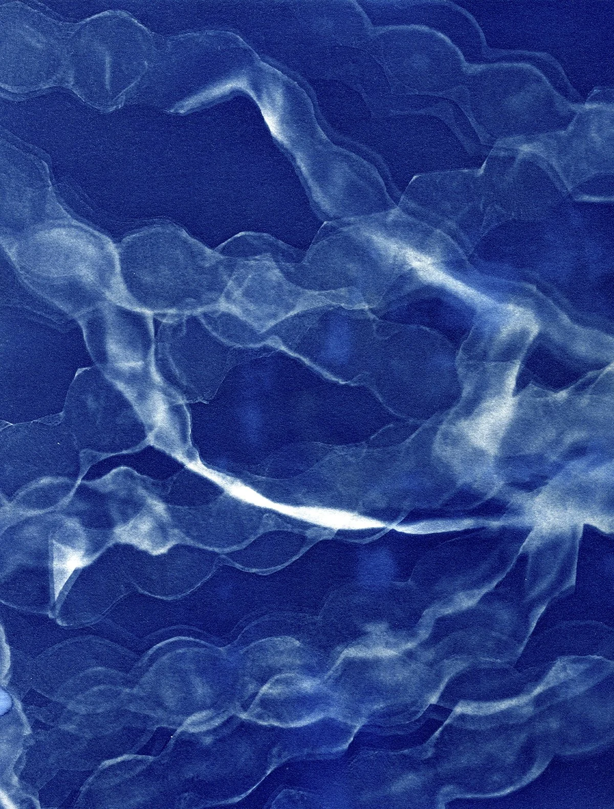 Bloom CAAF cyanotypes0020 4x5.jpg