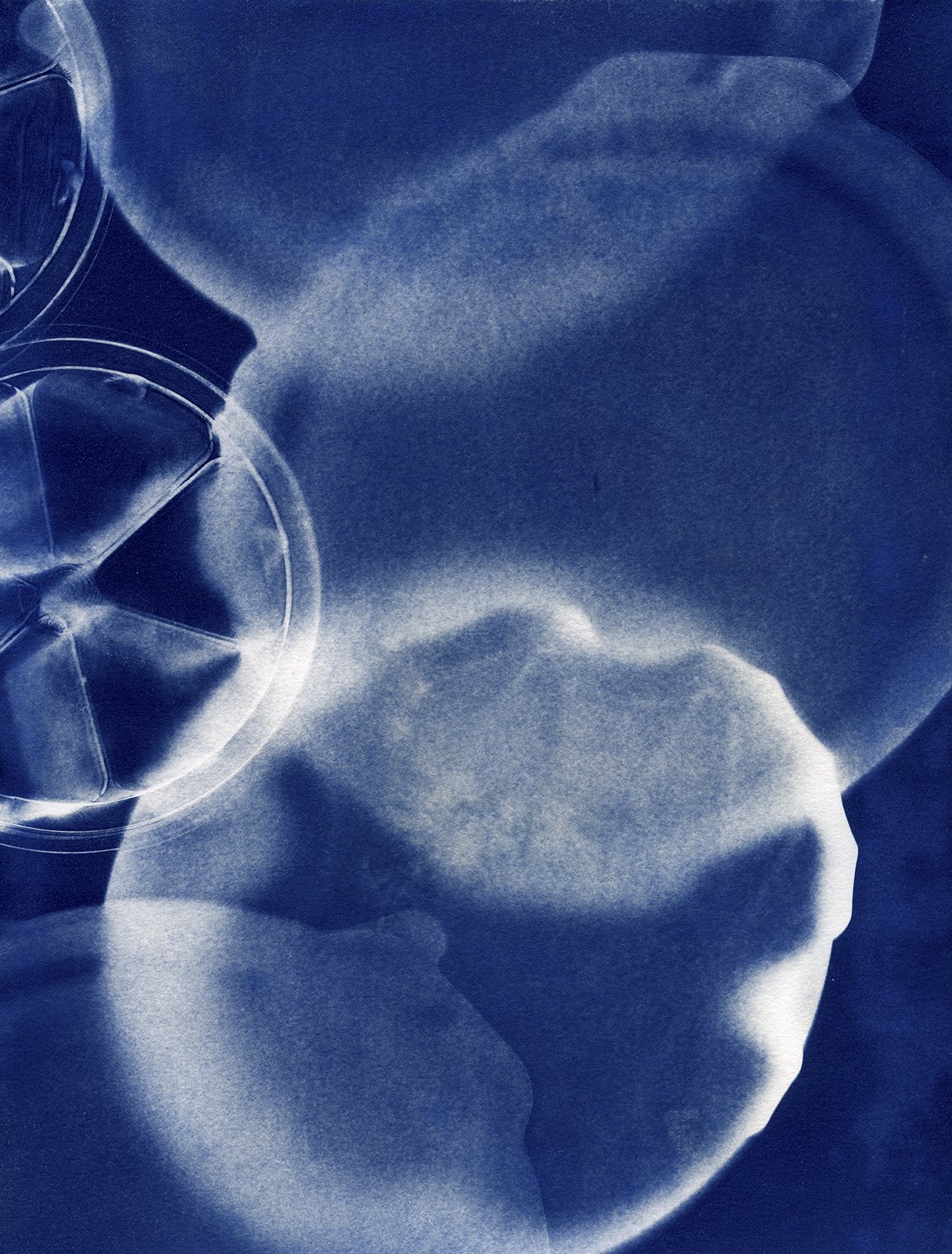 Bloom CAAF cyanotypes0022 4x5.jpg
