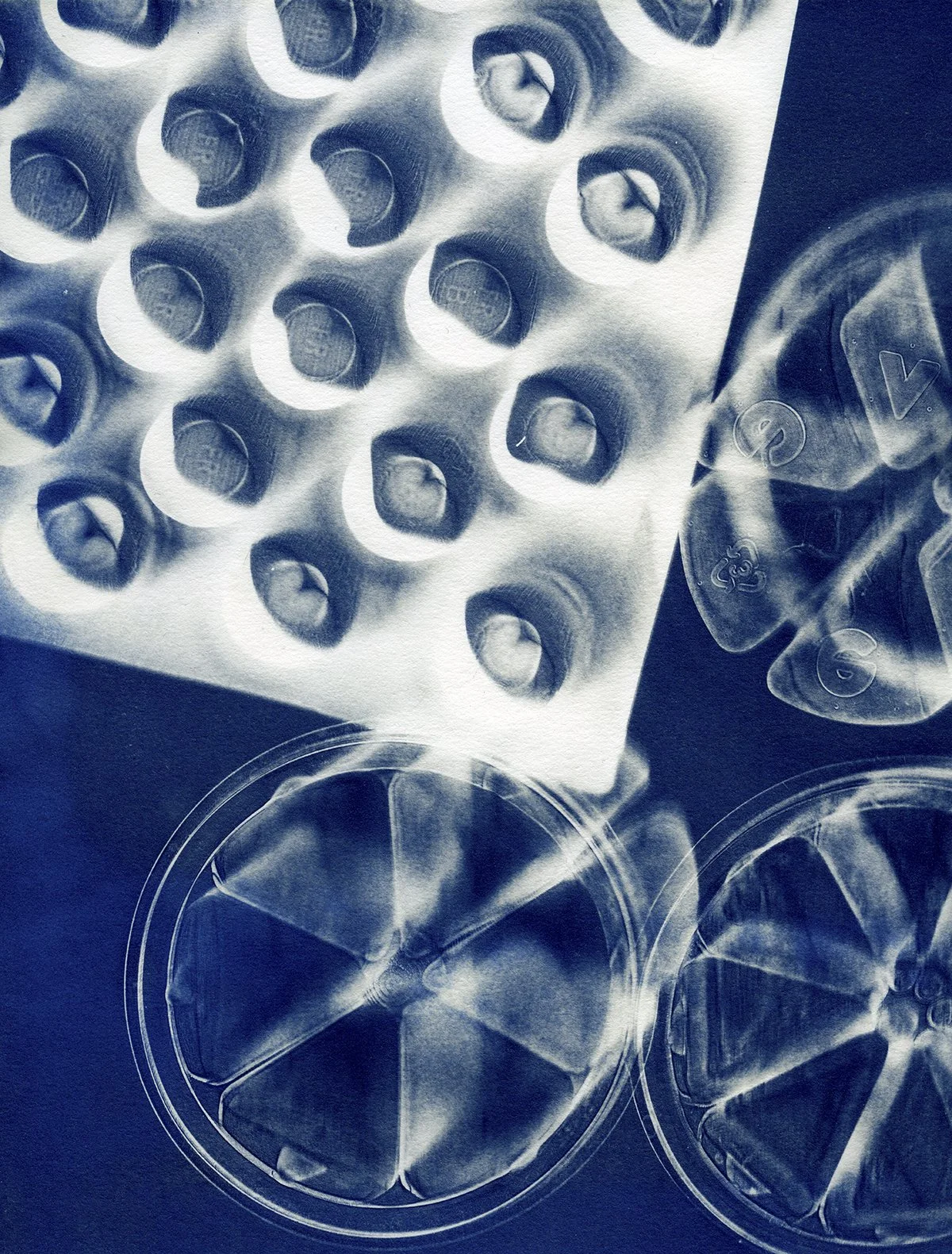 Bloom CAAF cyanotypes0023 4x5.jpg