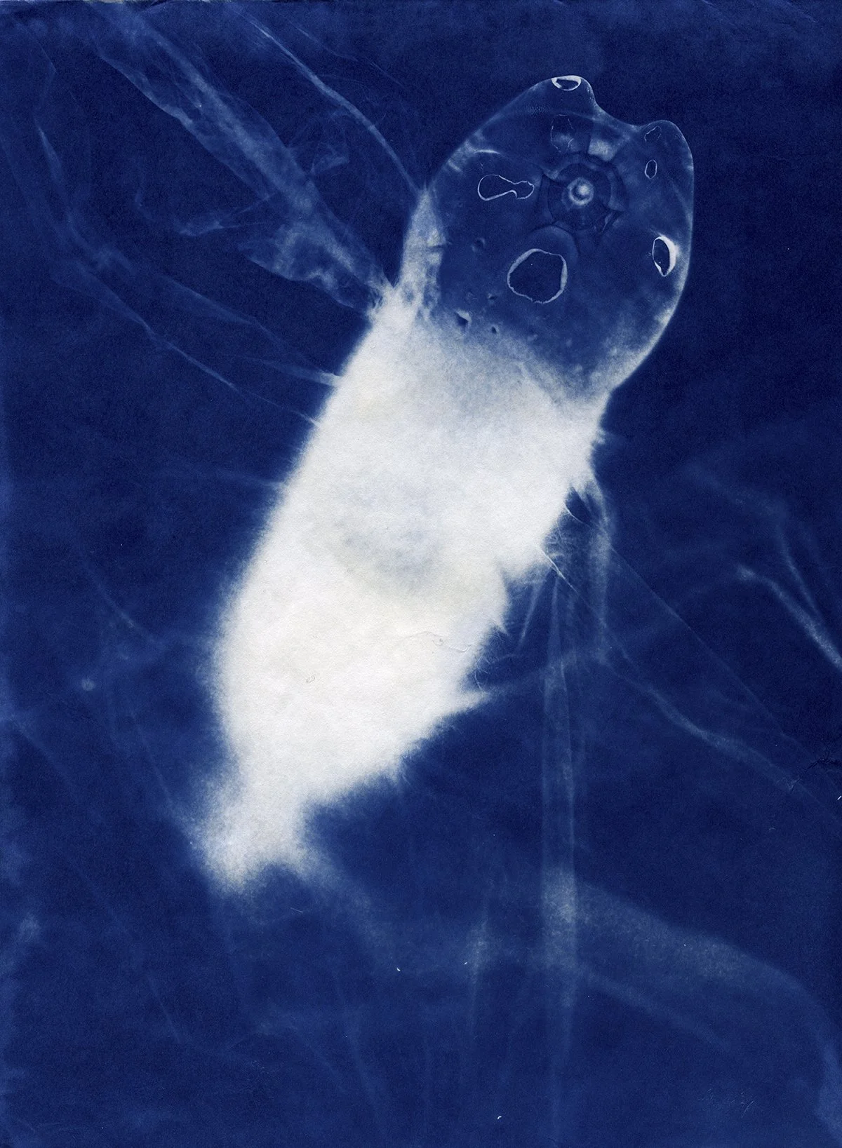 Bloom CAAF cyanotypes0030 4x5.jpg