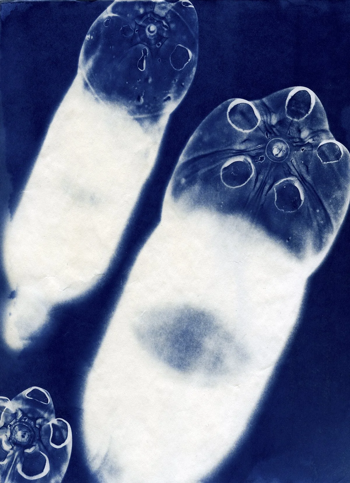 Bloom CAAF cyanotypes0032 4x5.jpg