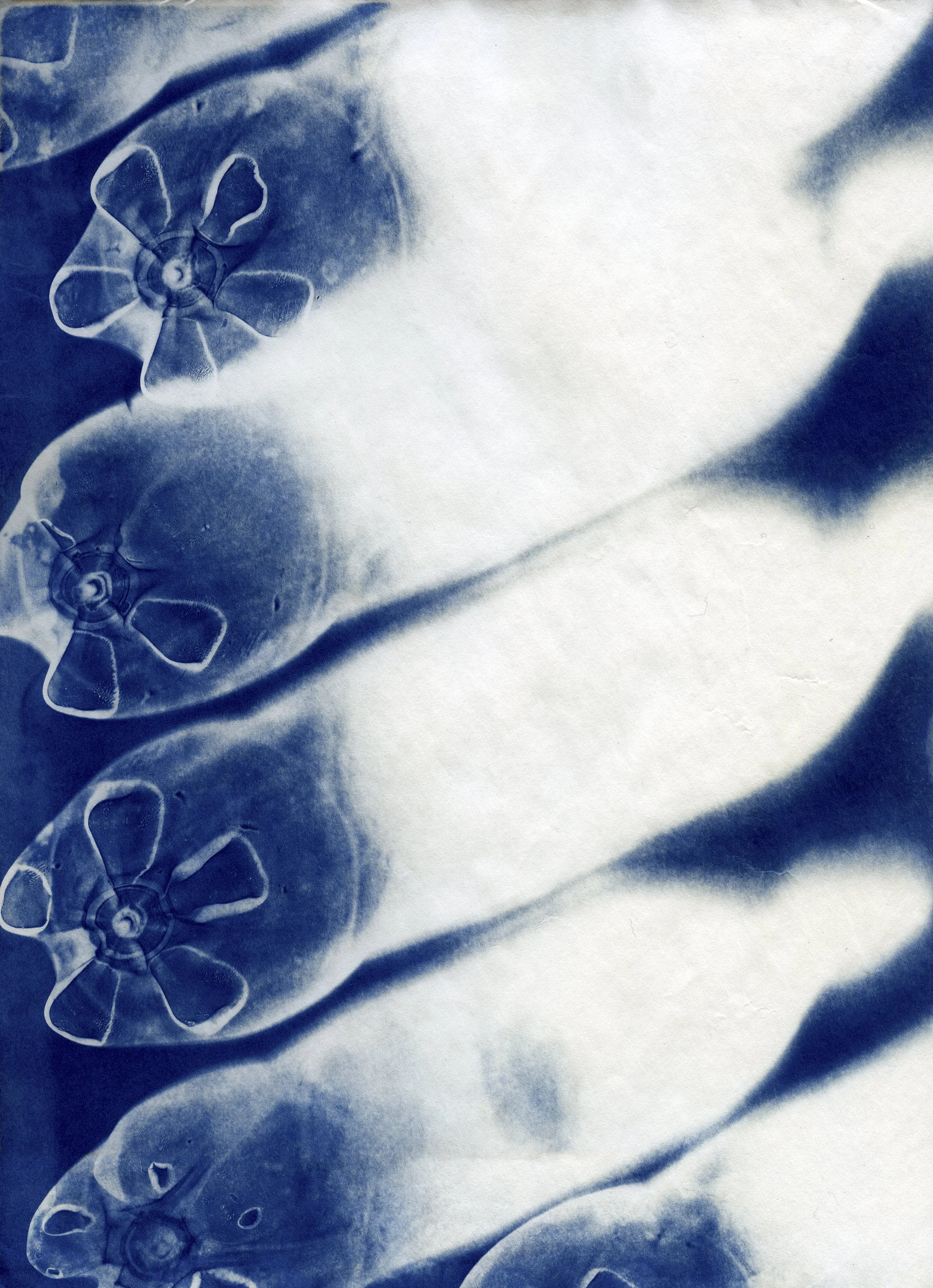 Bloom CAAF cyanotypes0028 4x5.jpg