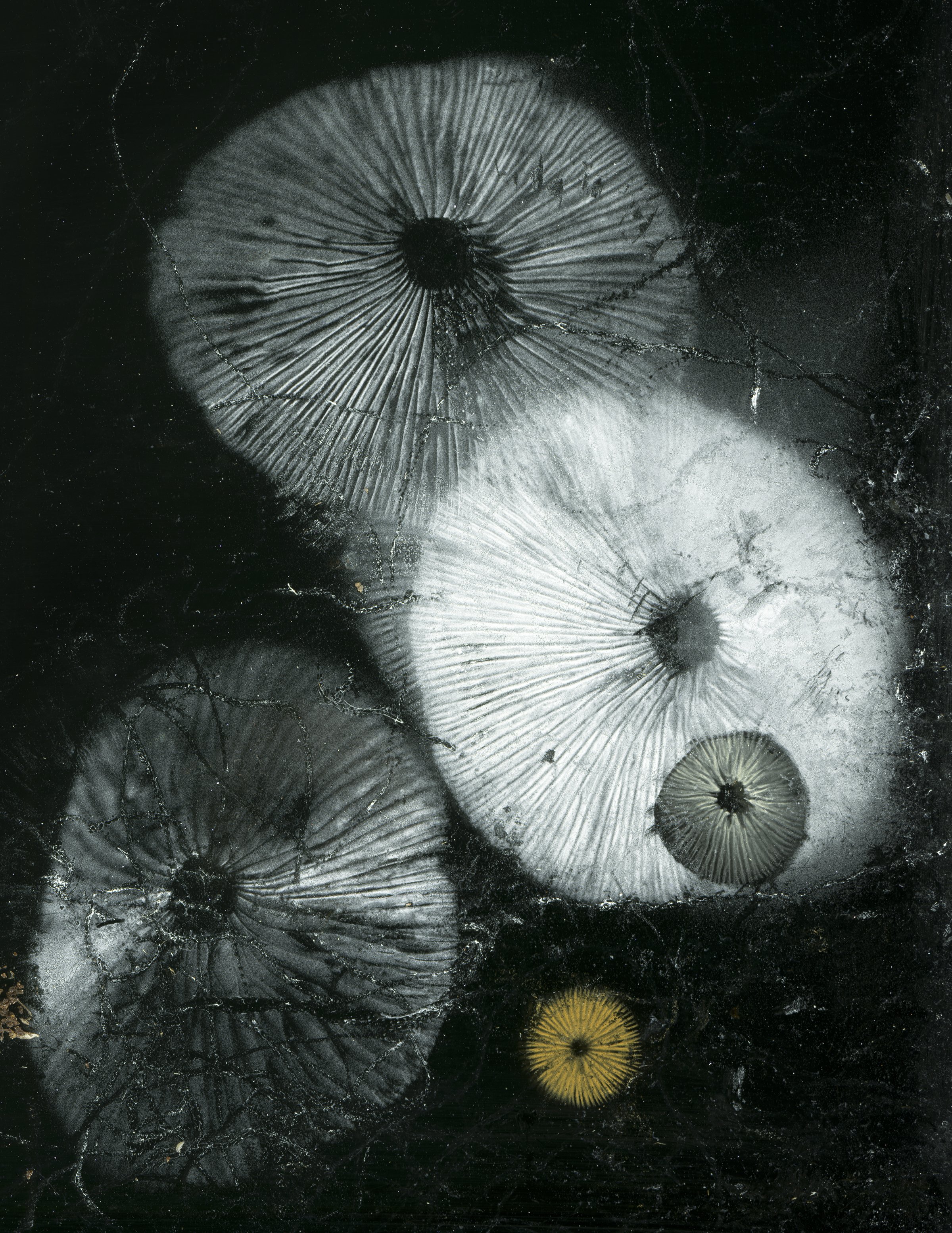 They will all be ghosts soon (2) 8x10.jpg
