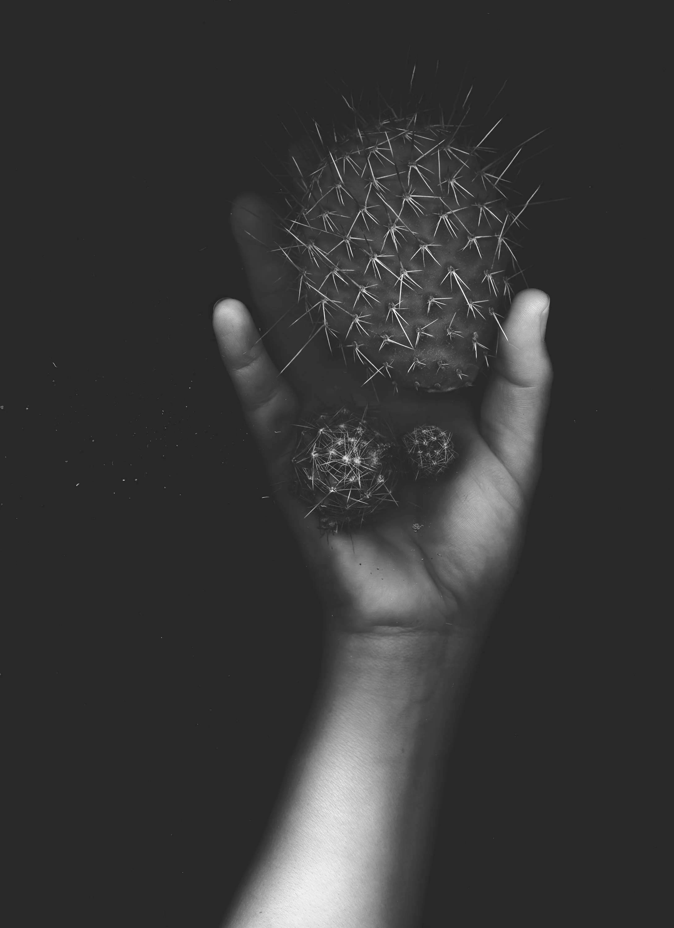 Holding Prickly Pear 8x10.jpg