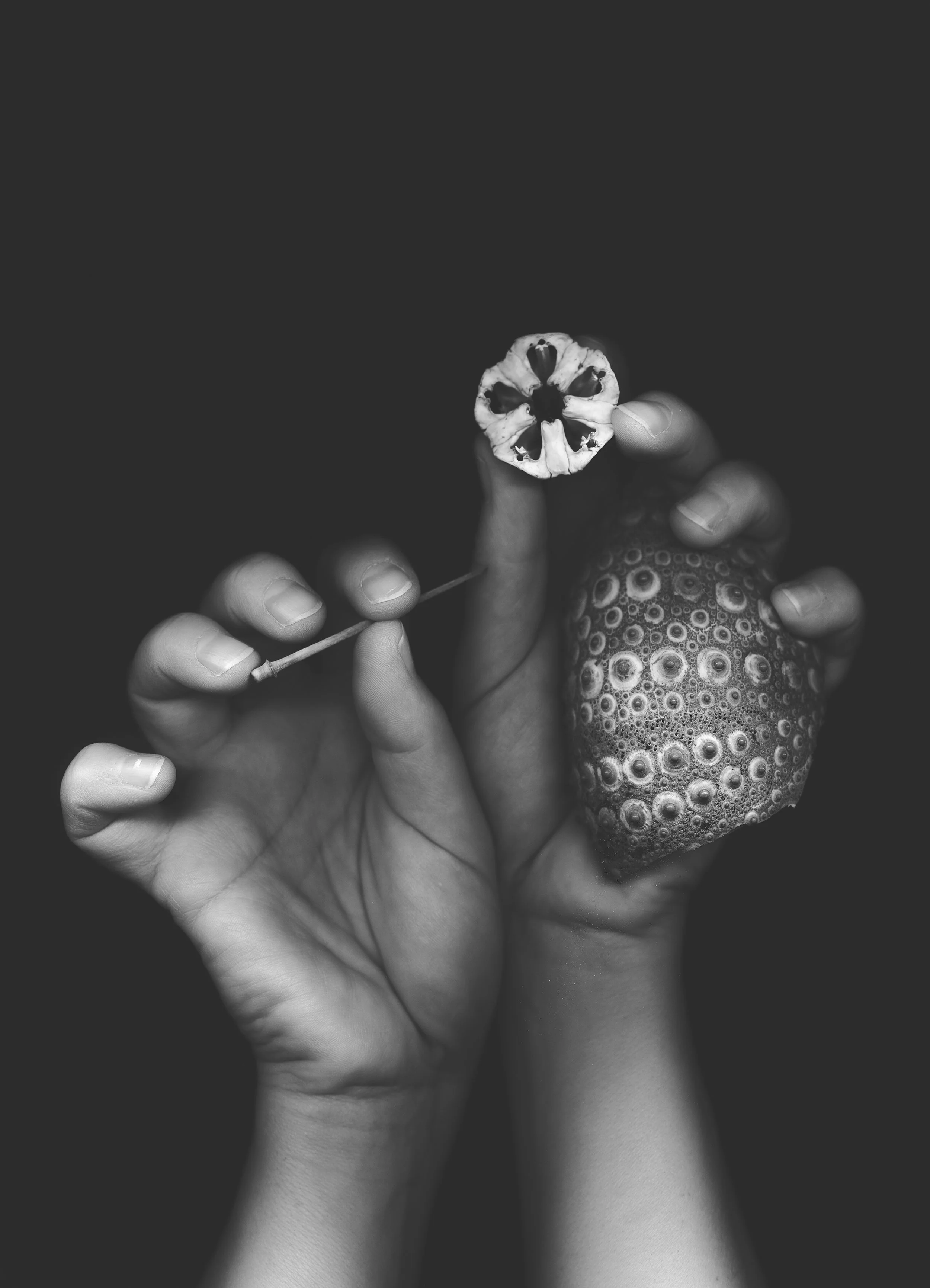 Holding urchin copy.jpg