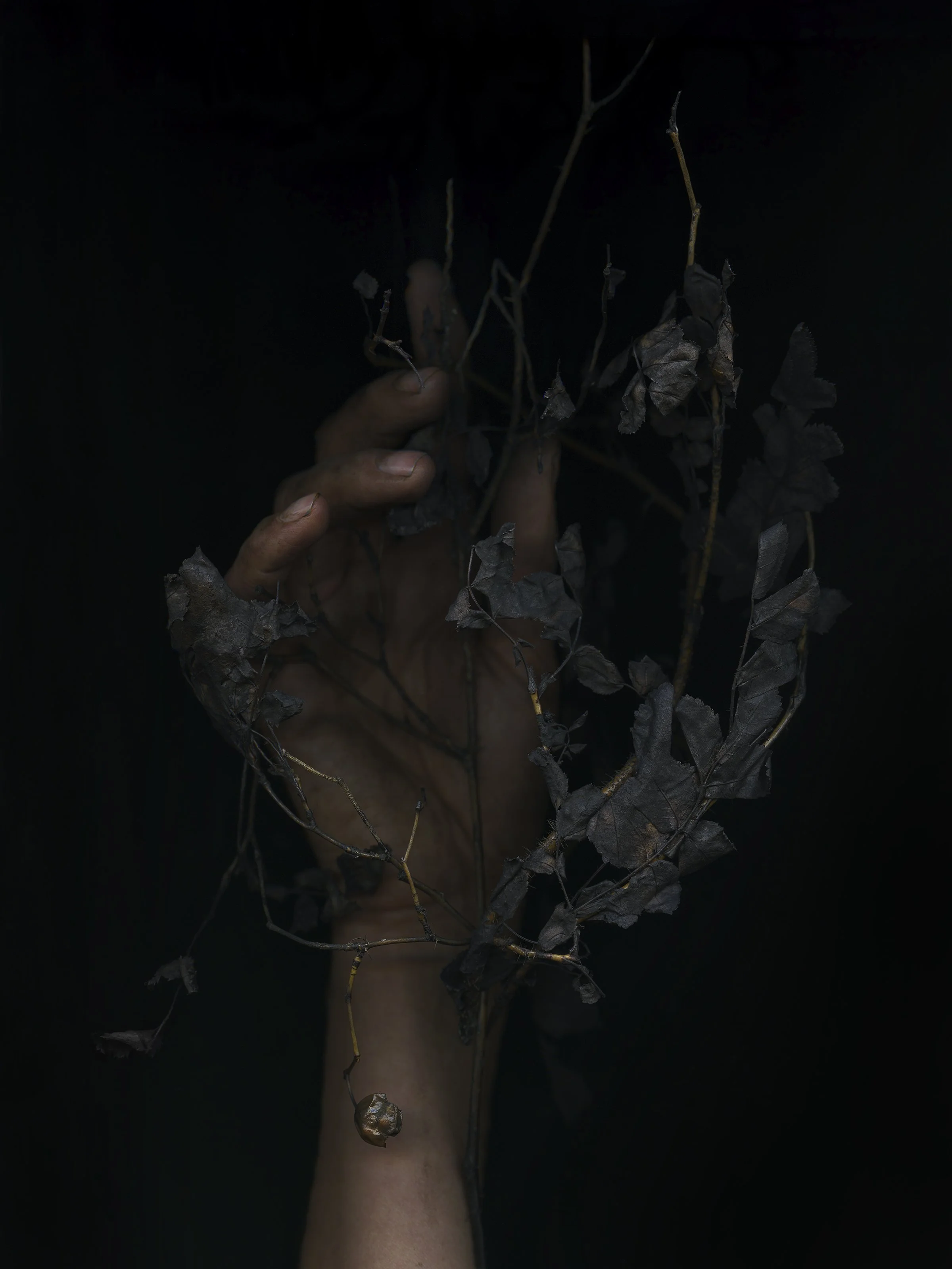 Holding Wild Rose 8x10.jpg