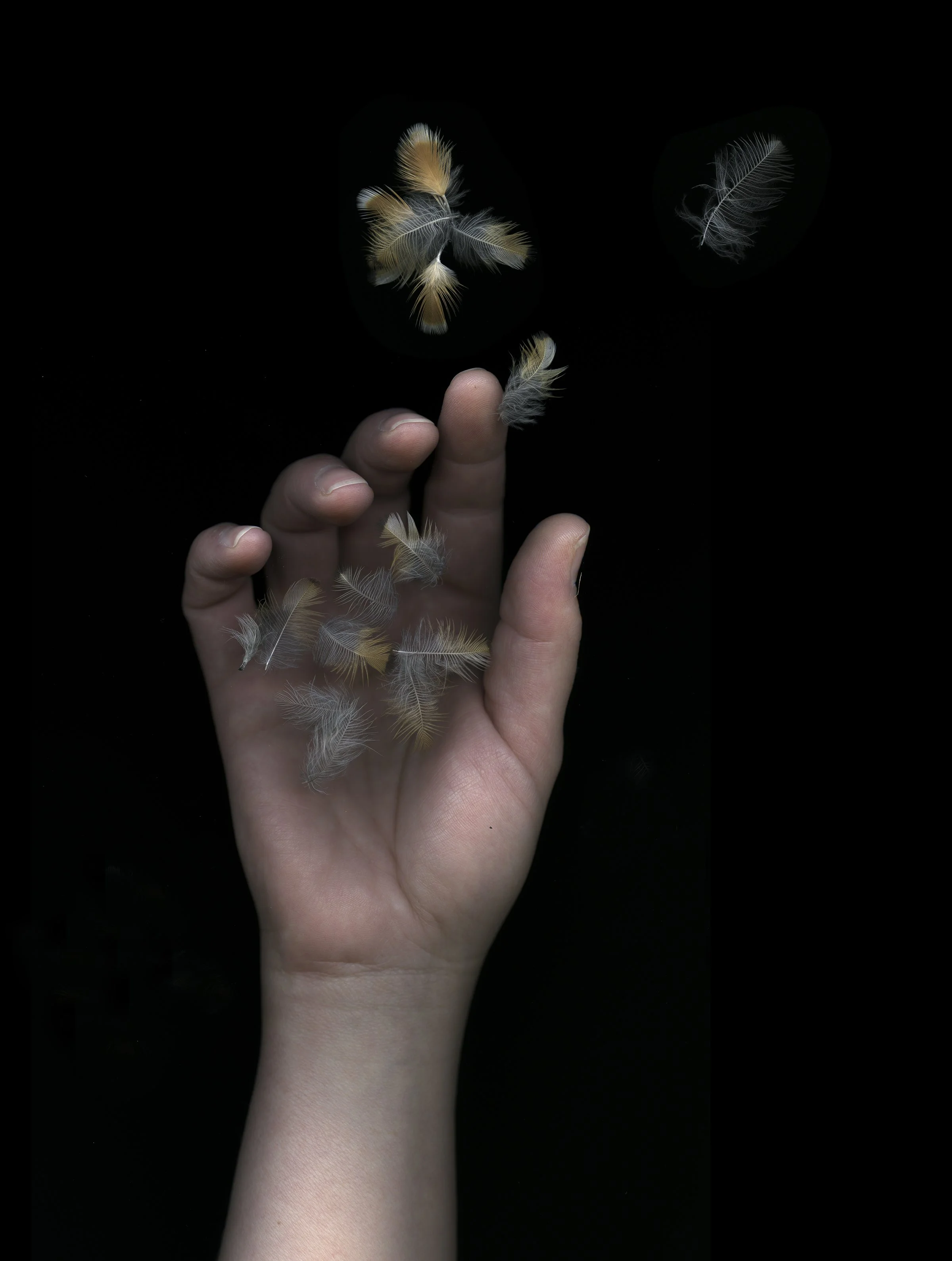 CMSRT birds Fall 2020 0124 Holding 120 Feather Pile 8x10.jpg