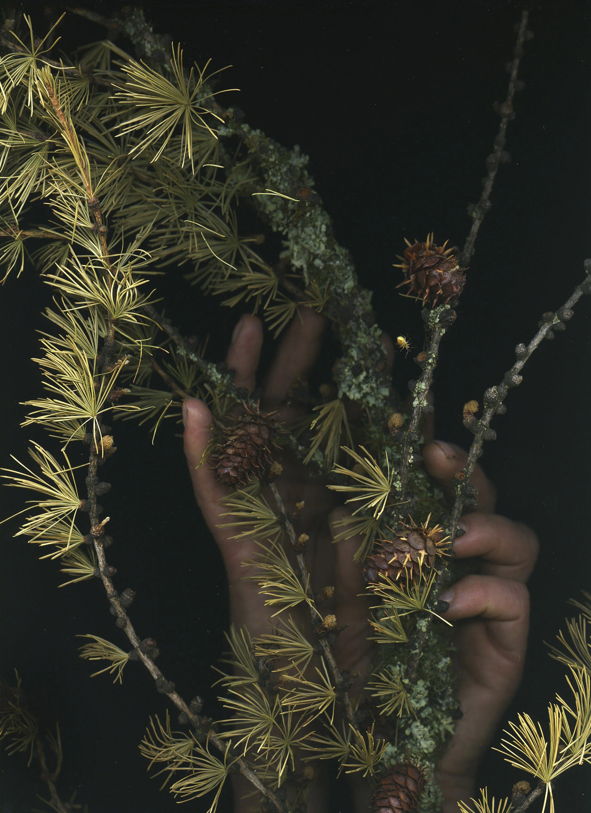09Holding_Larch.jpg