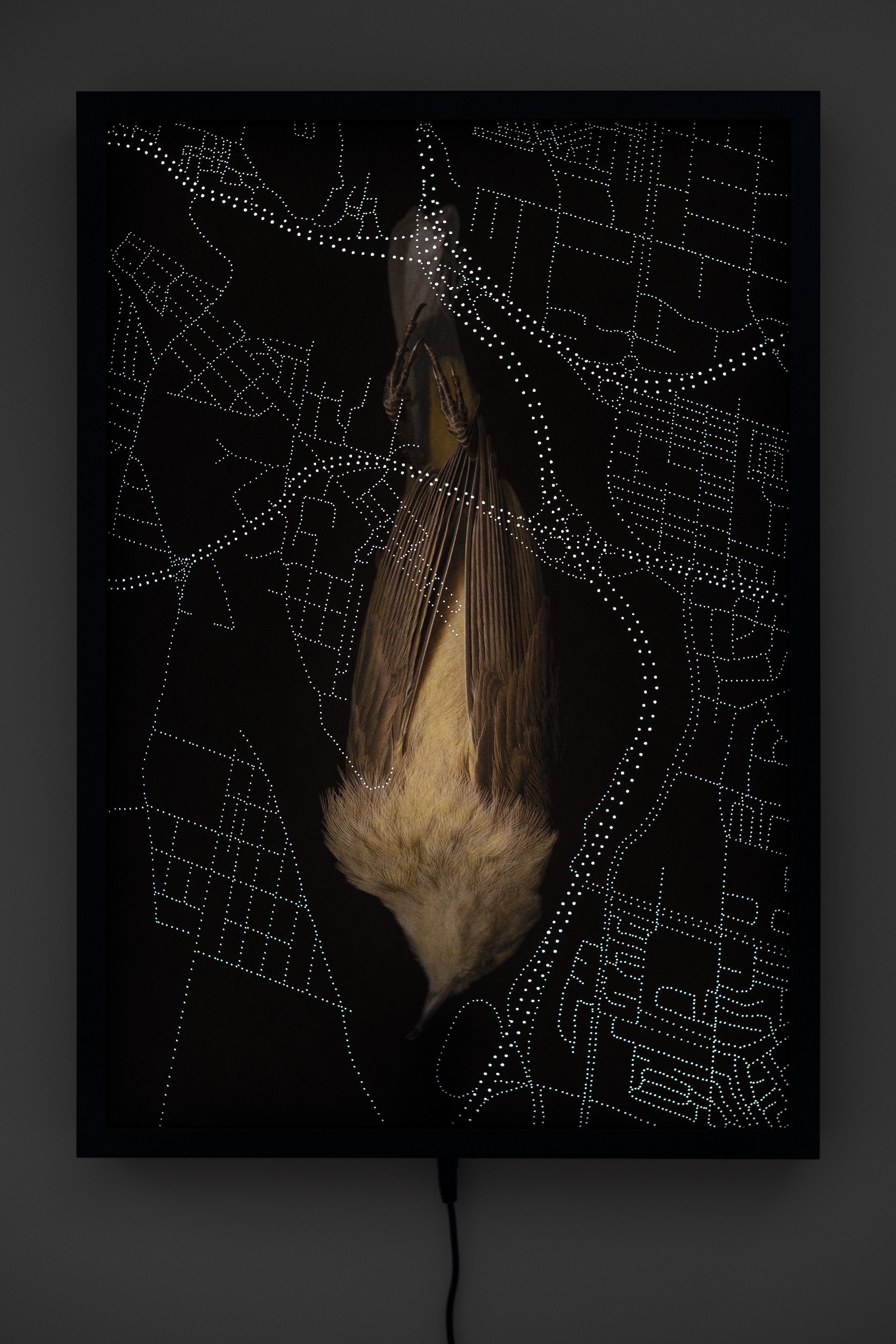 Palm Warbler Lightbox.jpg