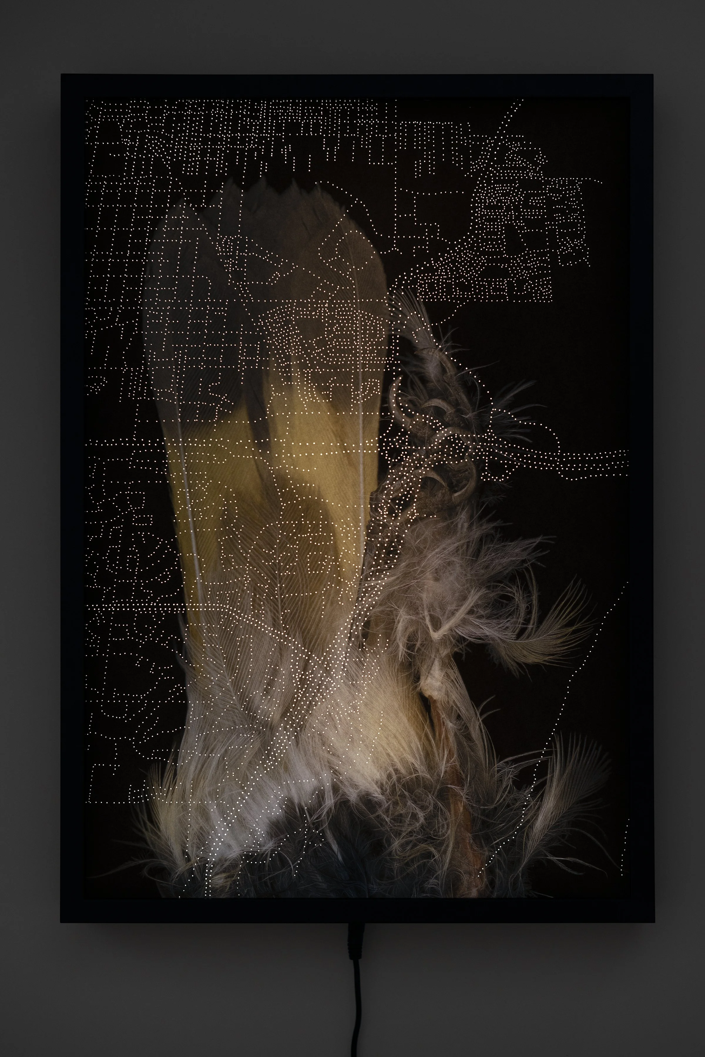 American Redstart Lightbox.jpg