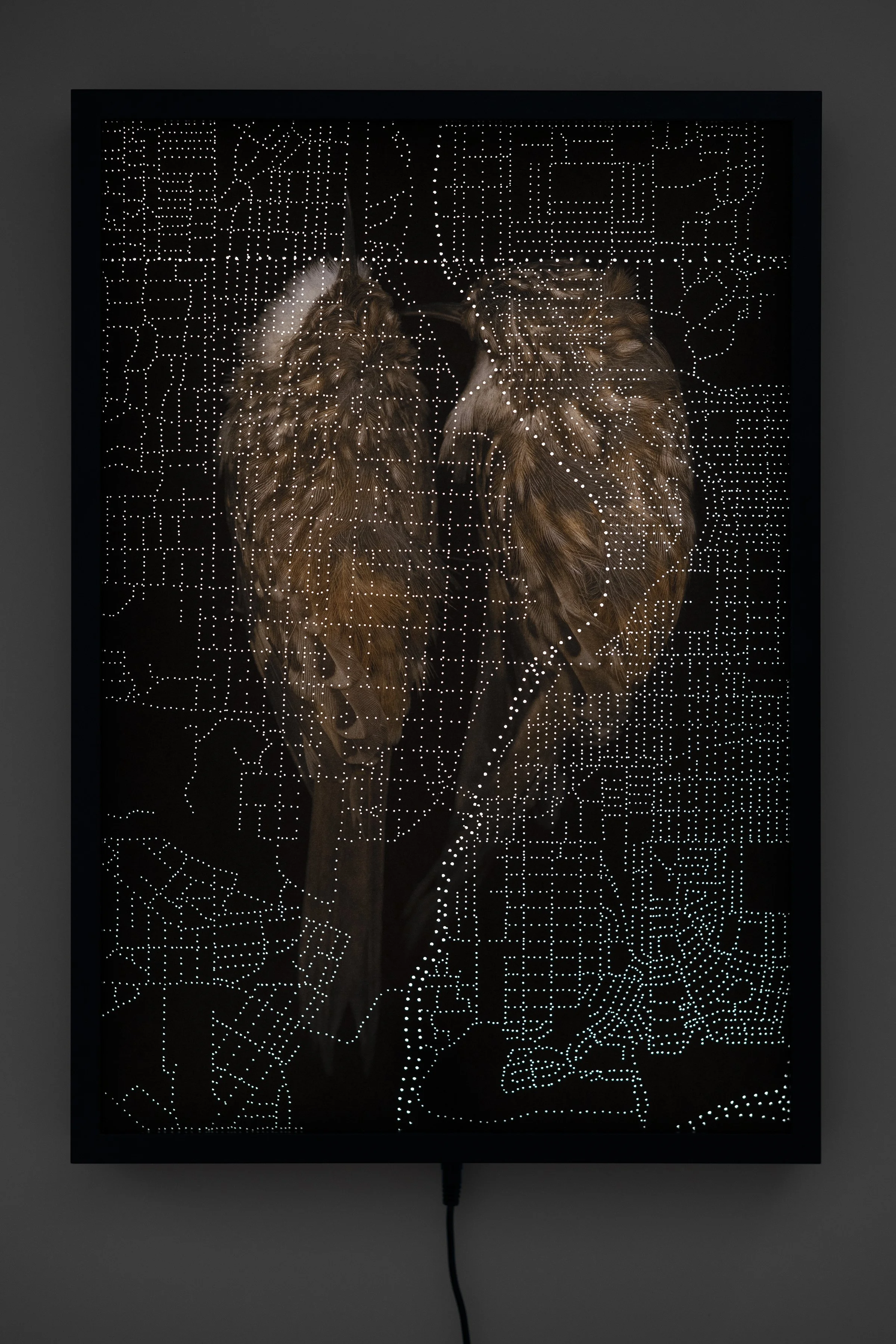 Brown Creepers Lightbox.jpg