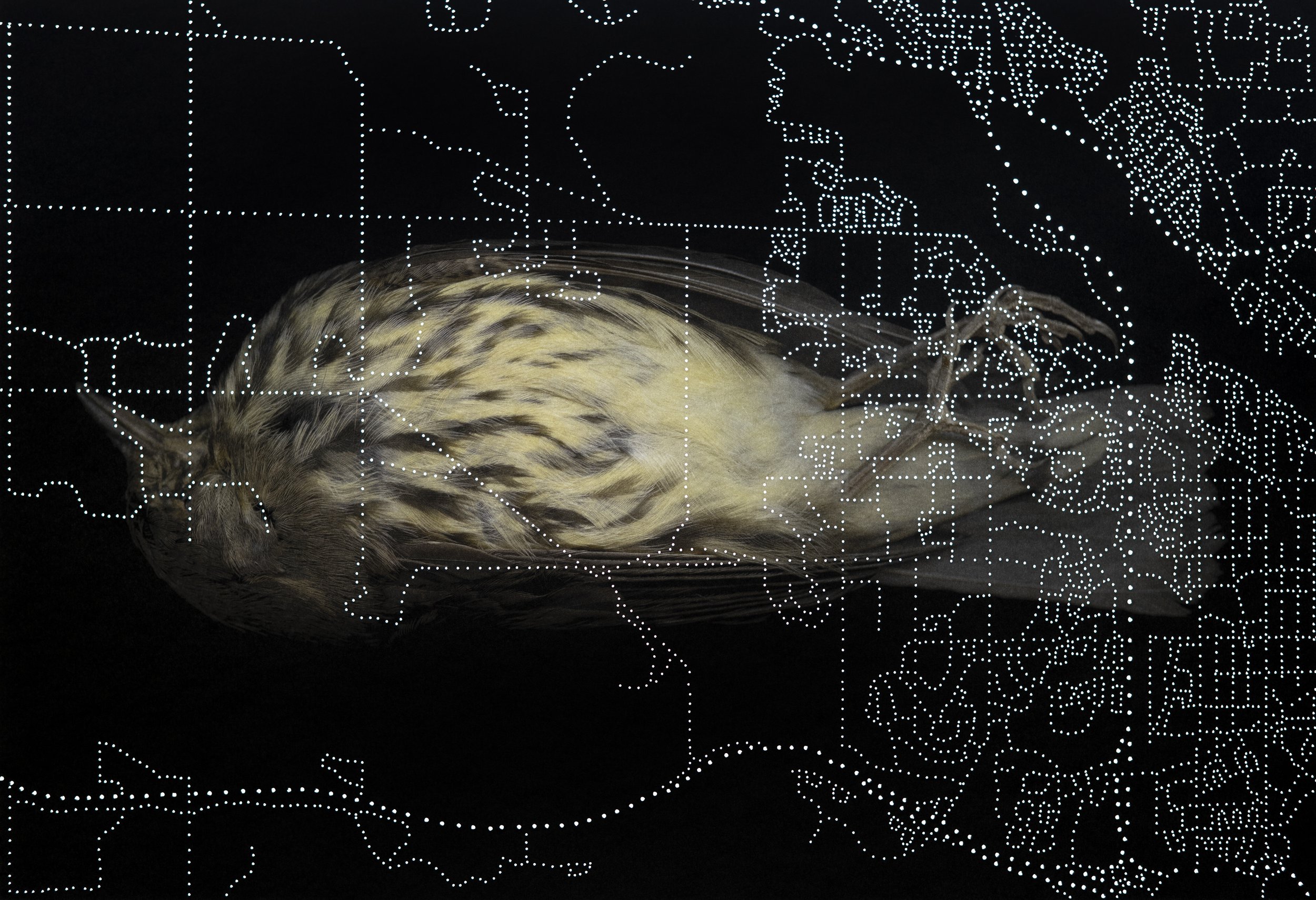 Northern Waterthrush Lightbox.jpg
