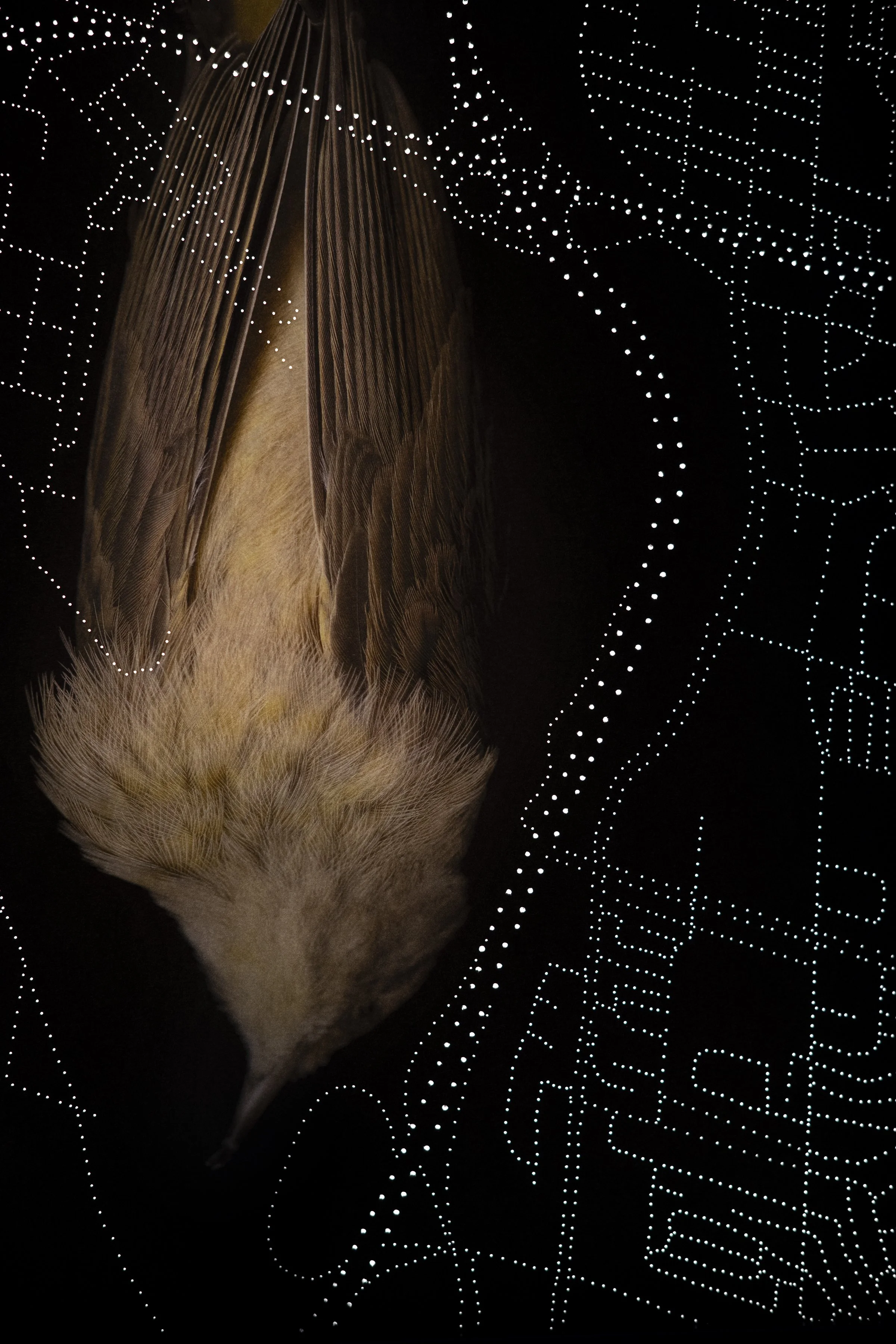 palm warbler detail.jpg