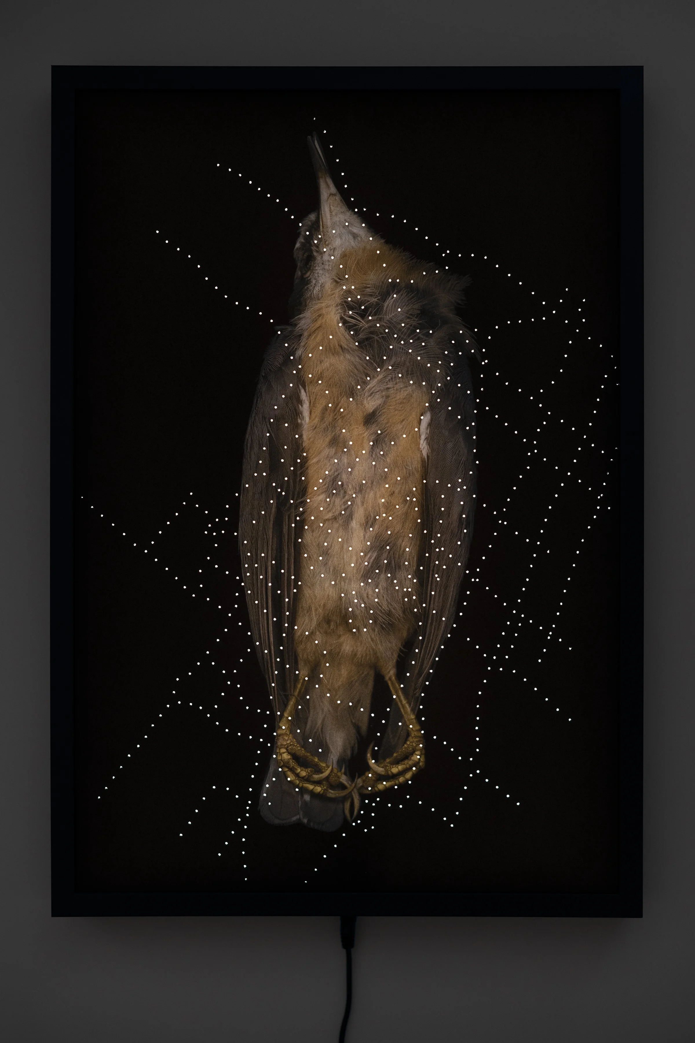 Red-breasted Nuthatch Lightbox.jpg