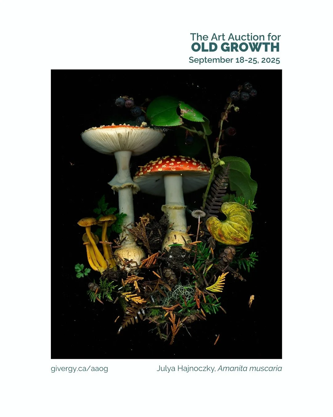This large print, Amanita muscaria, is part of the @artauctionforoldgrowth that goes live on Givergy tomorrow, Sept 18th and runs till Sept 25th. I&rsquo;ve been incredibly fortunate to spend a lot of time making work in these forests and I am still 