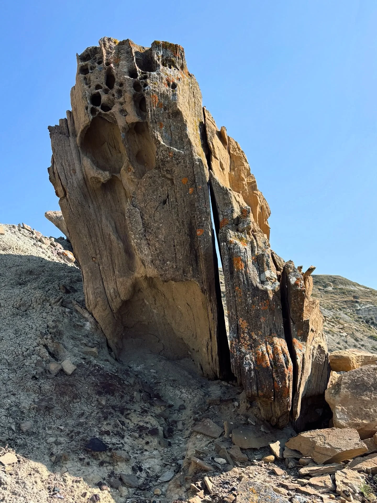 A day in the backcountry at &Aacute;&iacute;s&iacute;nai&rsquo;pi/Writing-on-Stone. Hoodoos, lichens, Milkweed in her best fall dress 🧡❤️&zwj;🔥💛
.
.
.
#alfrescosciencemachine #yycLCL #biophilia #getoutside #outdoorsisbetter #outsideisfree #wearest