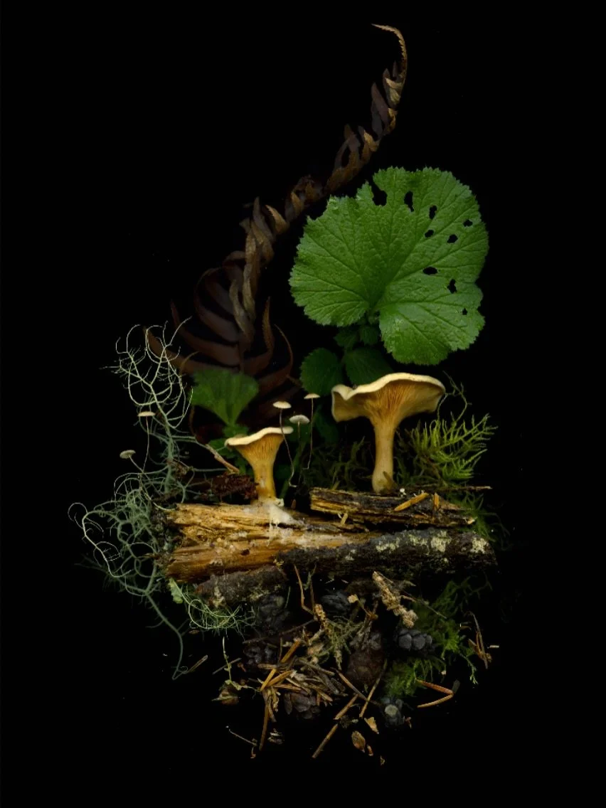 &lsquo;the afterlife of hemlocks&rsquo; (printed and beautifully framed by @resolvephoto) is part of this year&rsquo;s @contemporarycalgary LOOK gala fundraising auction! 

This photograph was made in 2025 on Sc&rsquo;ianew territory, Banana Slug ter