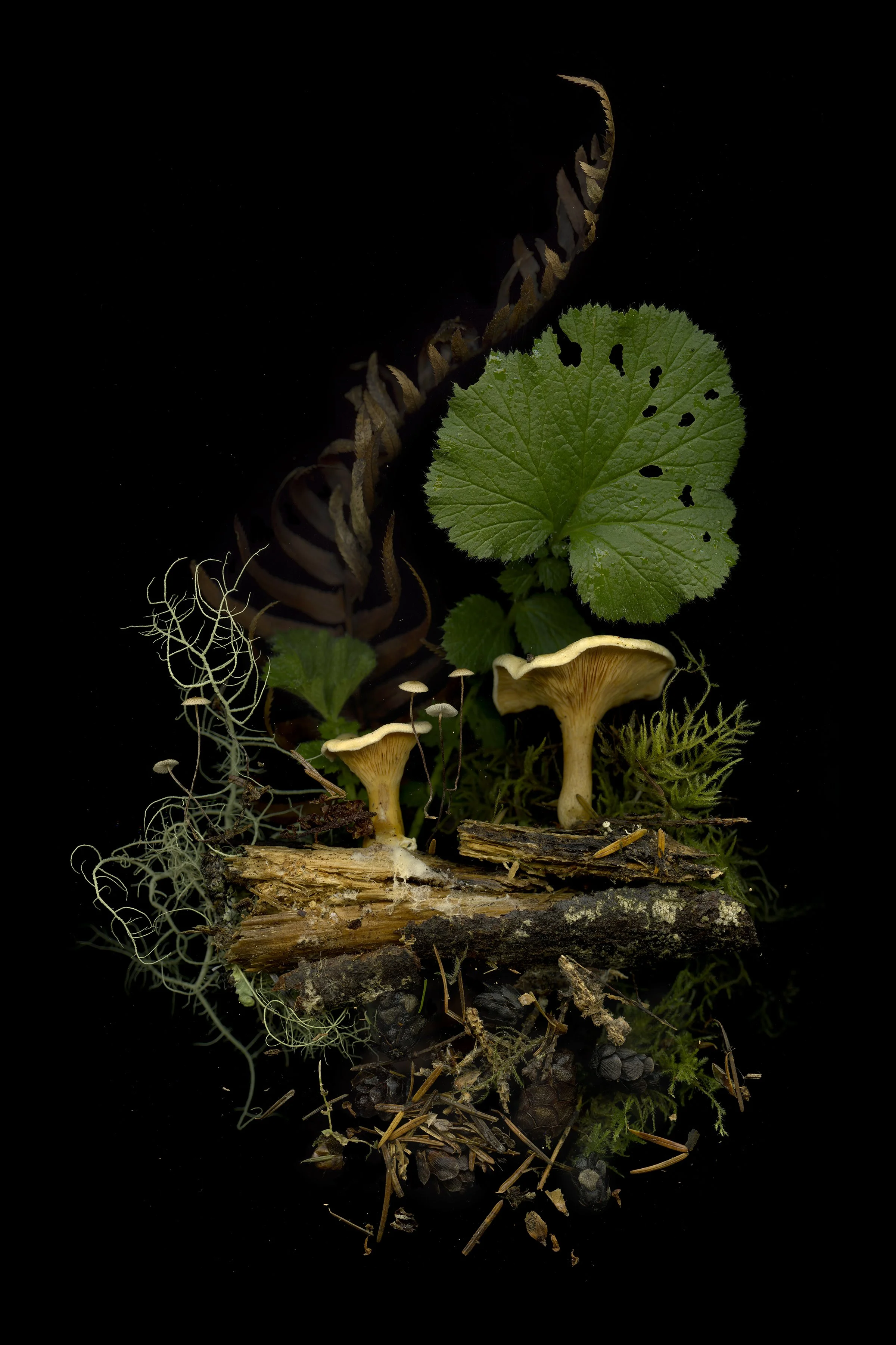 the afterlife of hemlocks (hygrophoropsis aurantiaca)