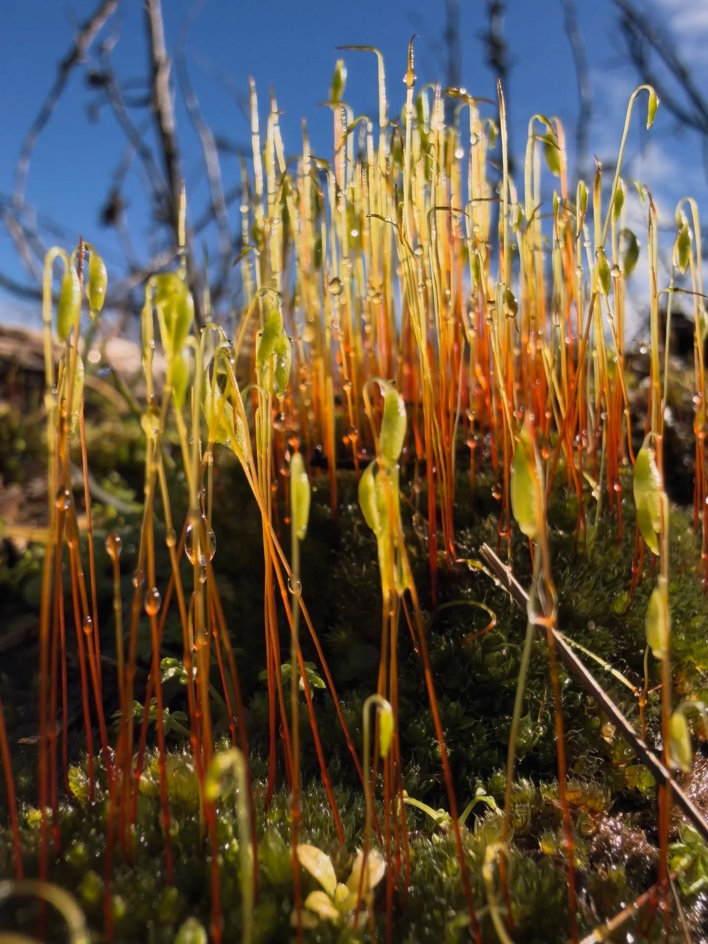 Today&rsquo;s dispatch from the Chairperson of the Moss and Lichen Appreciation Society Local 597 ✨🌿🌲💚