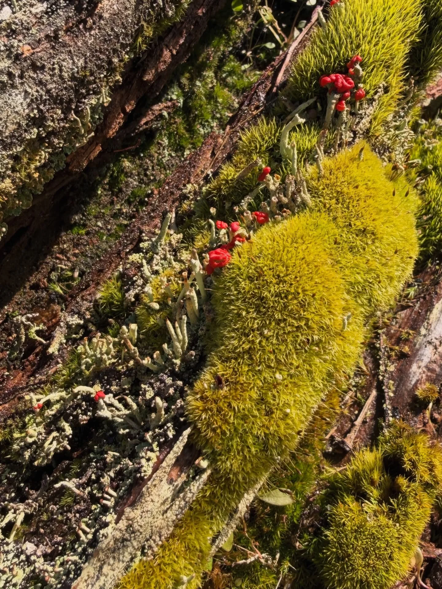 Spent a solid chunk of the day admiring all these miniature landscapes. Saw lots of old friends and met a few new ones too&hellip; 
🌲✨💚
.
.
.
#alfrescosciencemachine #biophilia #outsideisfree #homeiswhereyouparkit #getoutside