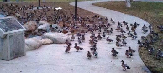 If you are a duck fan, Conejo Creek Park - North will not disappoint you. There are more ducks per square foot here than the Anaheim Ducks locker room!