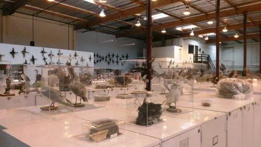 CamBirdMuseum.jpg