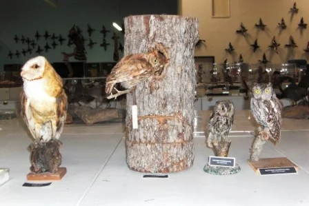 CamBirdMuseum2.jpg