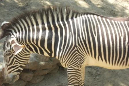 Zebra at Los Angeles Zoo is having a snack
