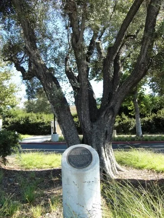 HuntOliveTree1.jpg