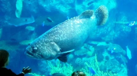 AquariumPacific3.jpg