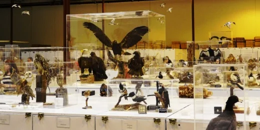 CamBirdMuseumLR.jpg