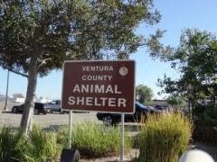 Ventura County Animal Services Promotes and Protects the Welfare of ...
