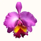 Orchid.jpg