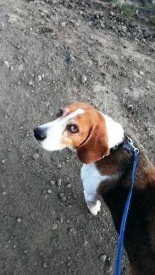 Pooch on leash