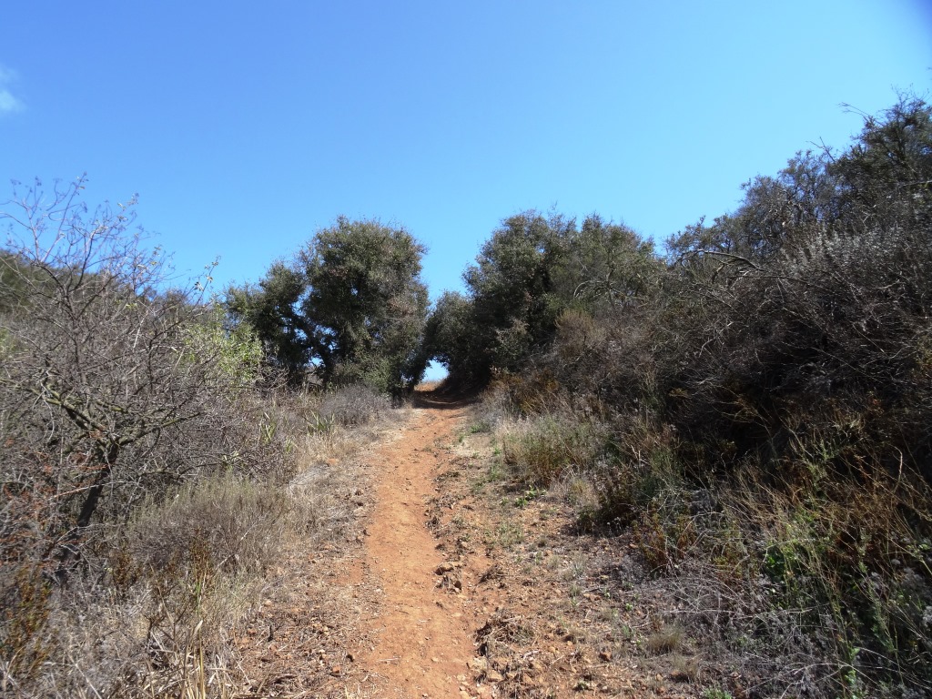 Soon you will be back at the main trail, passing through this tree-tunneled section.